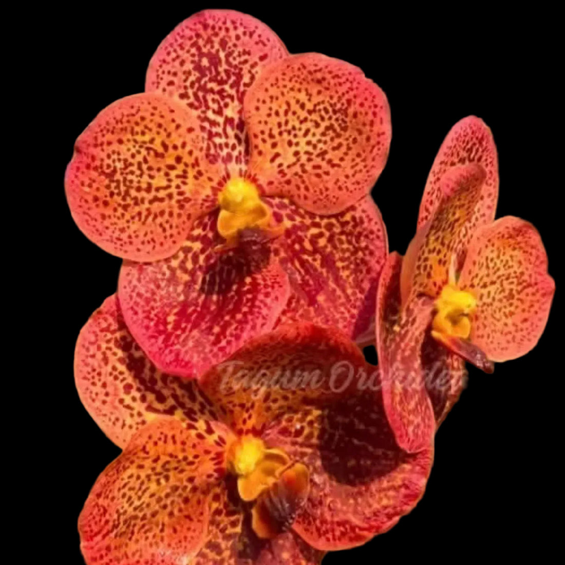 Vanda Khaodin Delight