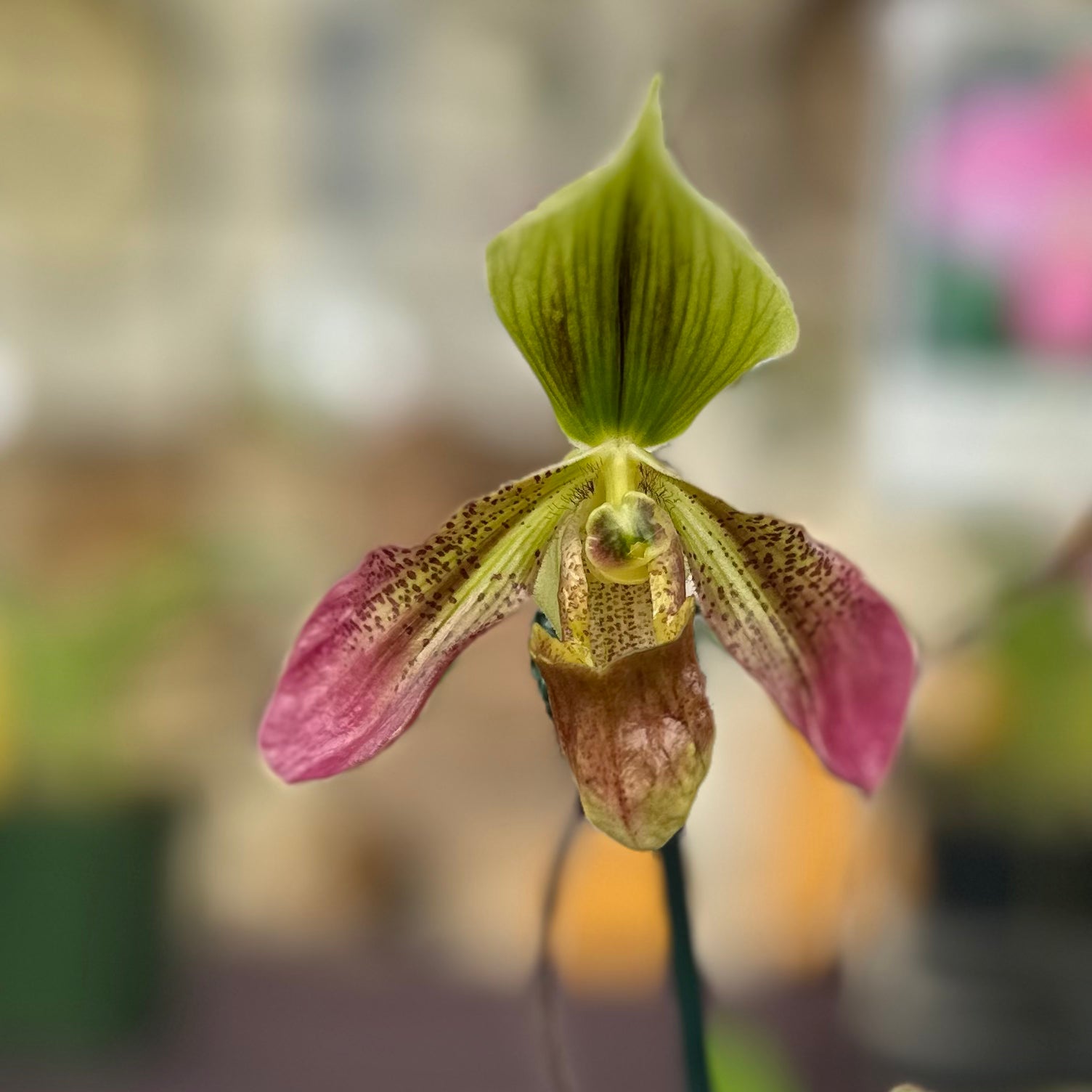 Paph. Apres Midi (appletonianum x hookerae)