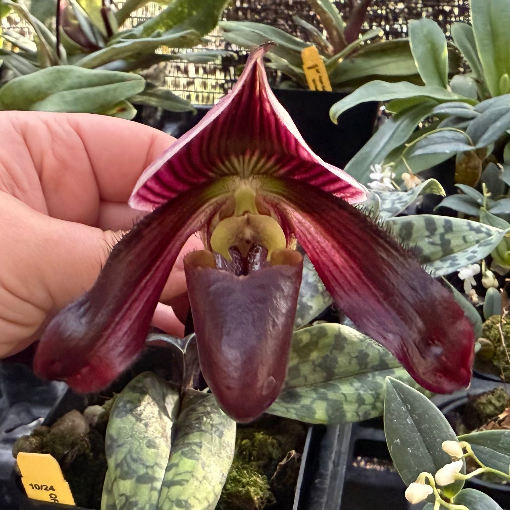 Paphiopedilum QF Avenue (Avenue Azhar x Satchel’s Legend)