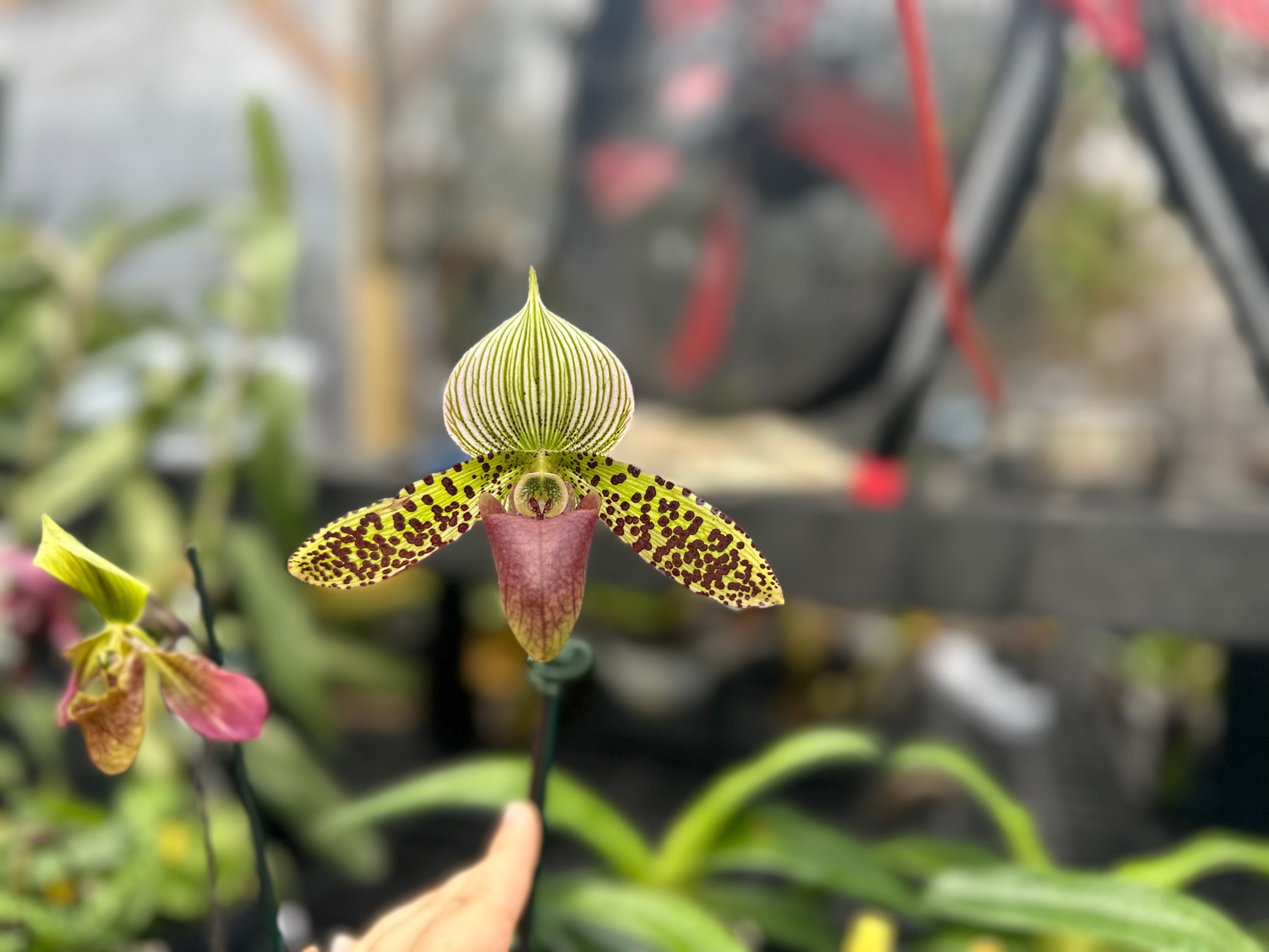 Paph. Sukar Honi (argus x sukhakulii)