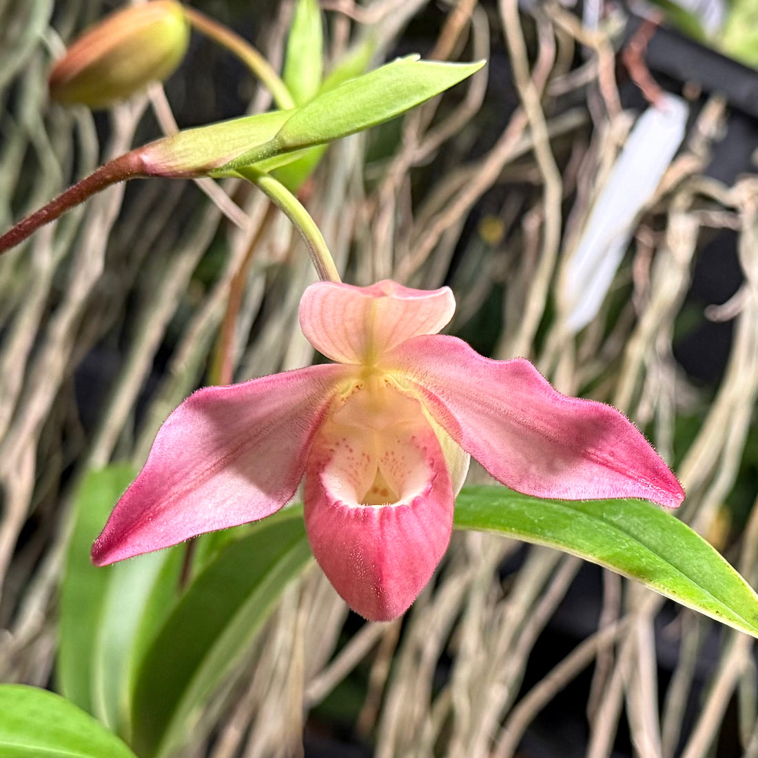 Phragmipedium Kelly Nash