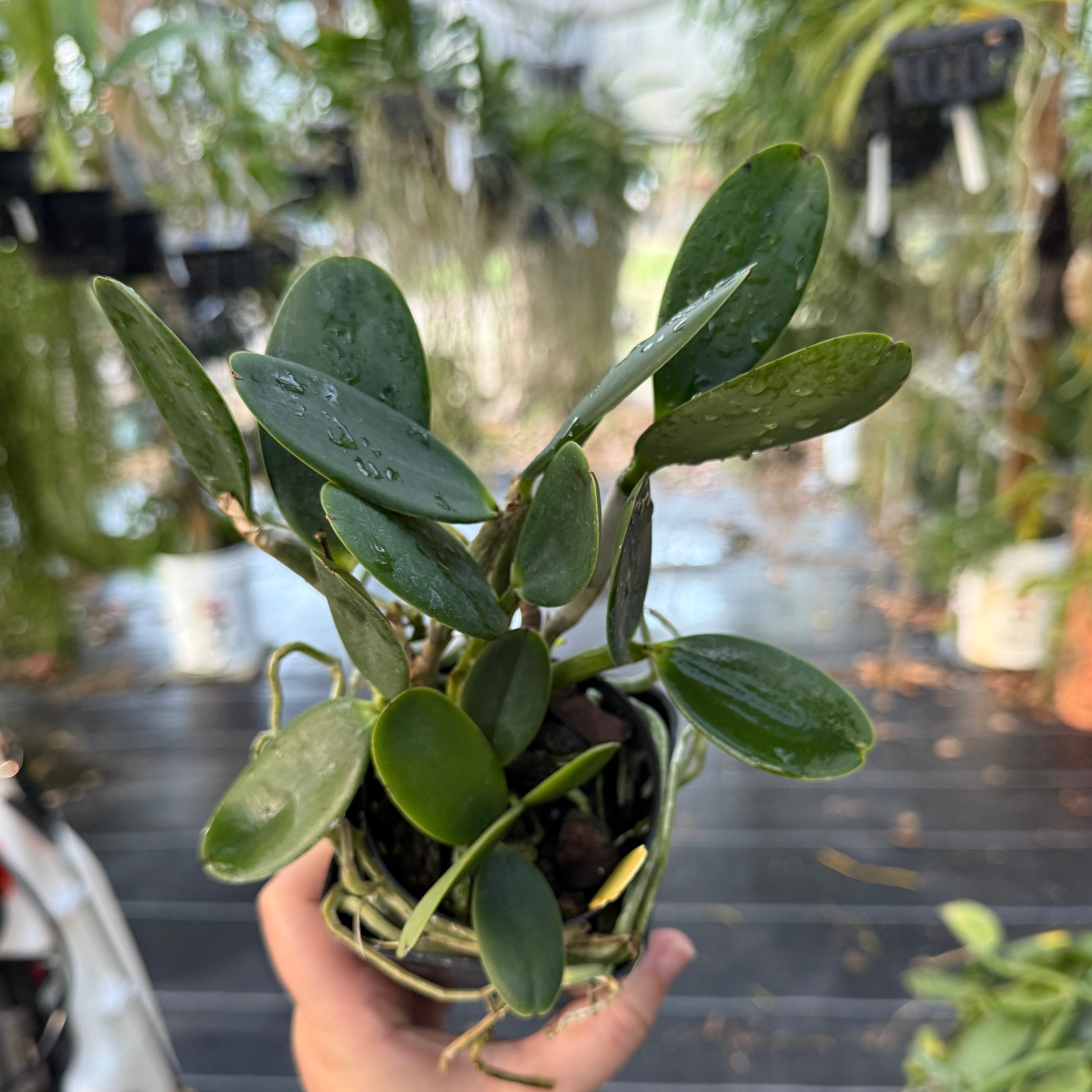 Cattleya QF Lopaka (C. aclandiae x C. QF Hazel Kealoha)- Fragrant