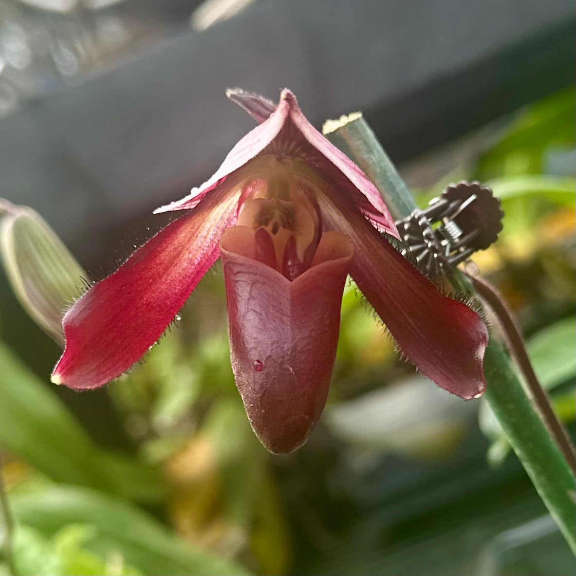 Paph. QF Ka’ehukai