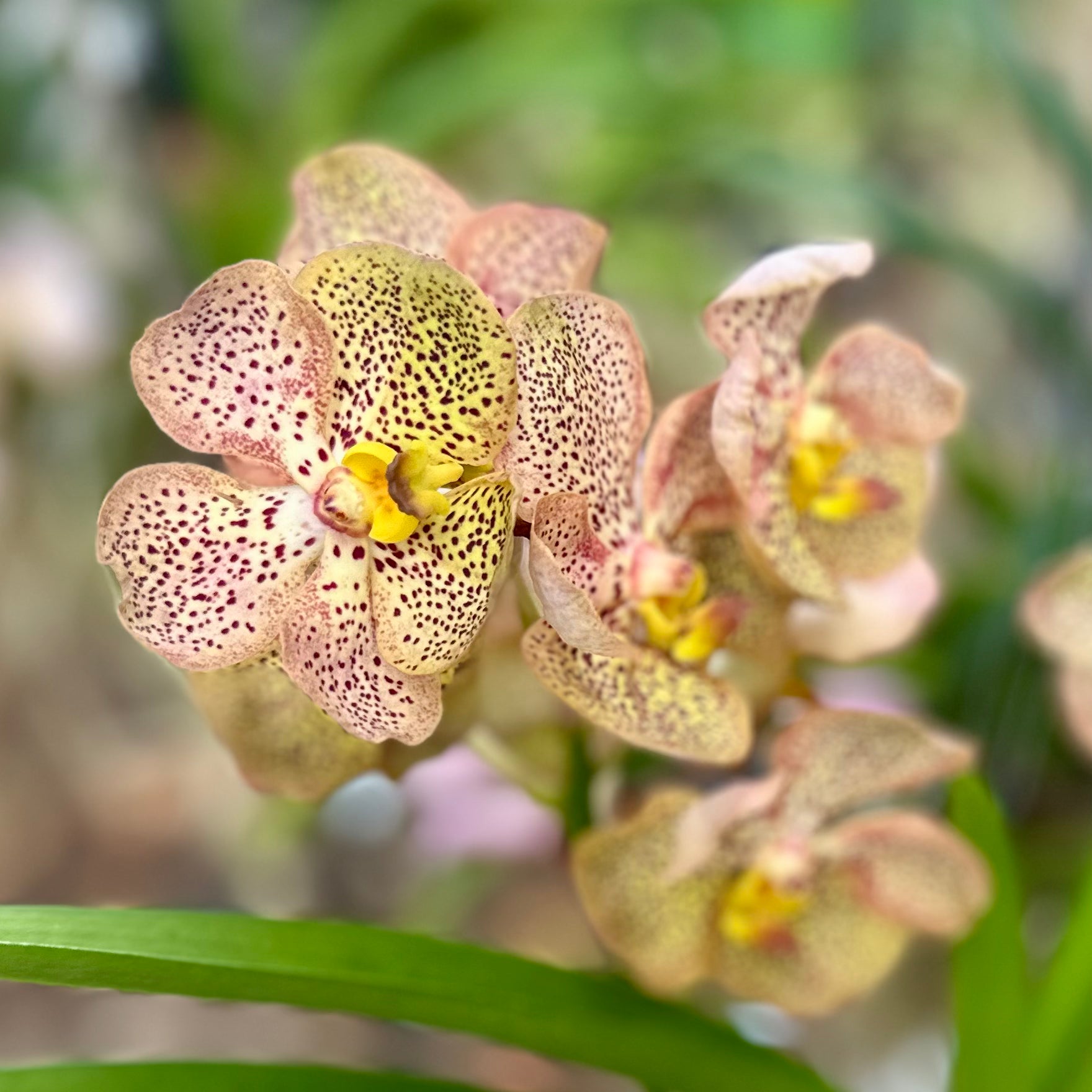 Vanda Thananbarg x Kulwadee Fragrance