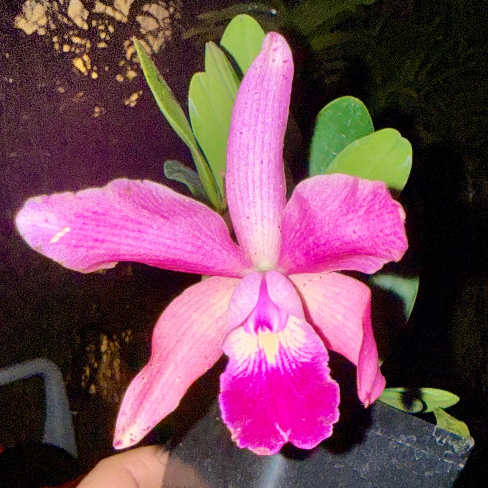 Cattleya QF Lopaka (C. aclandiae x C. QF Hazel Kealoha)- Fragrant