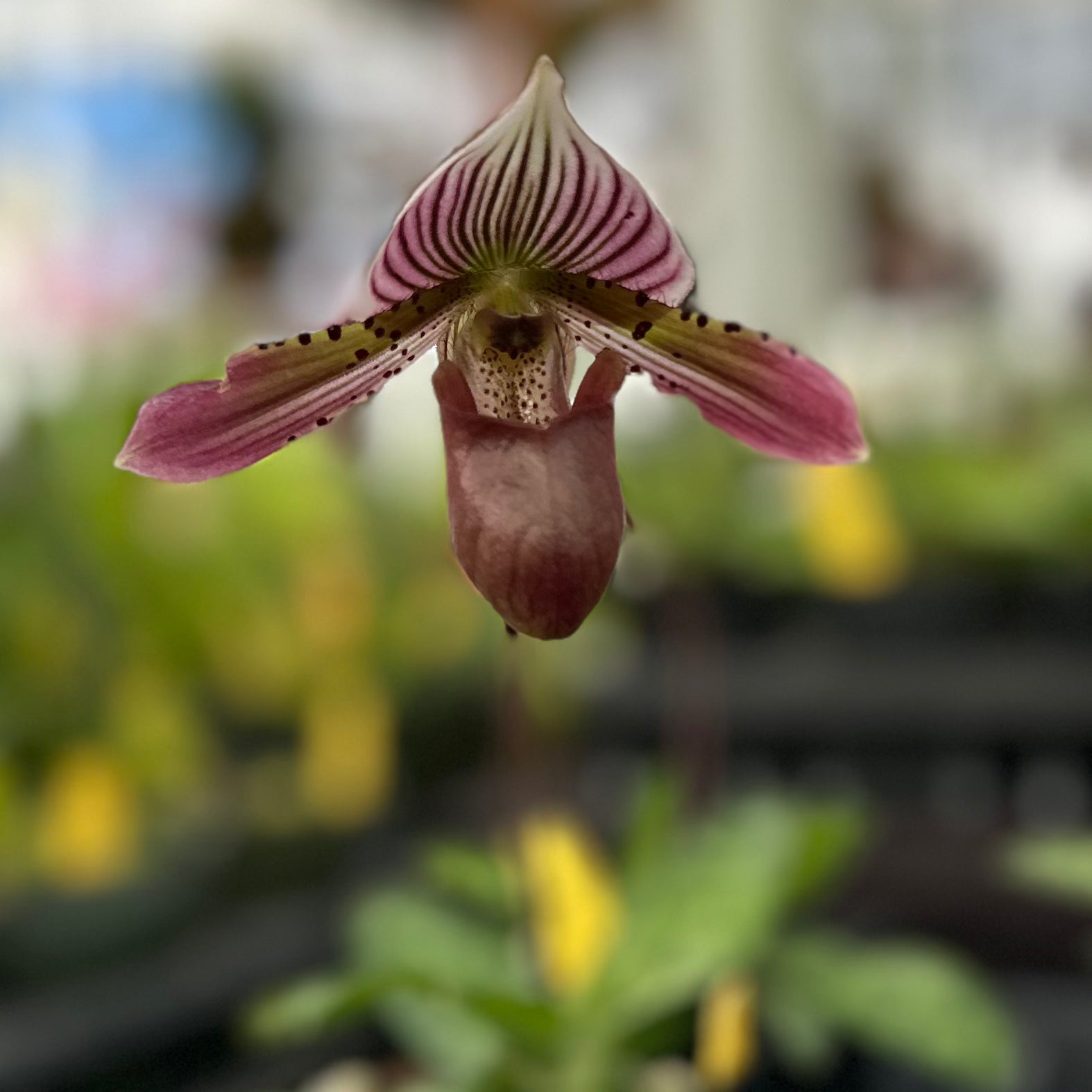 Paph. Virginia Creeper (barbatum x acmodontum)