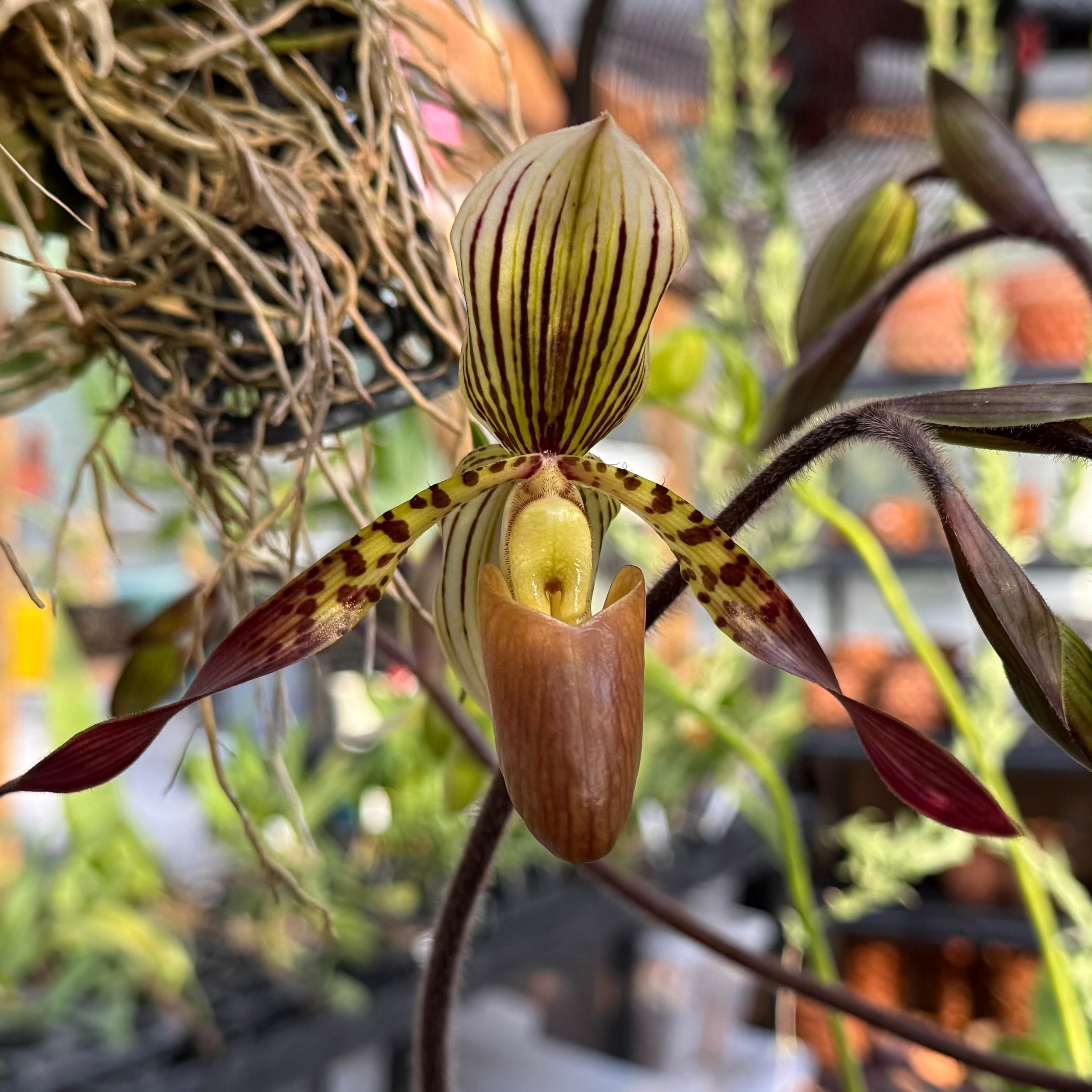 Paph. Charlene (liemianum x haynaldianum) In spike!