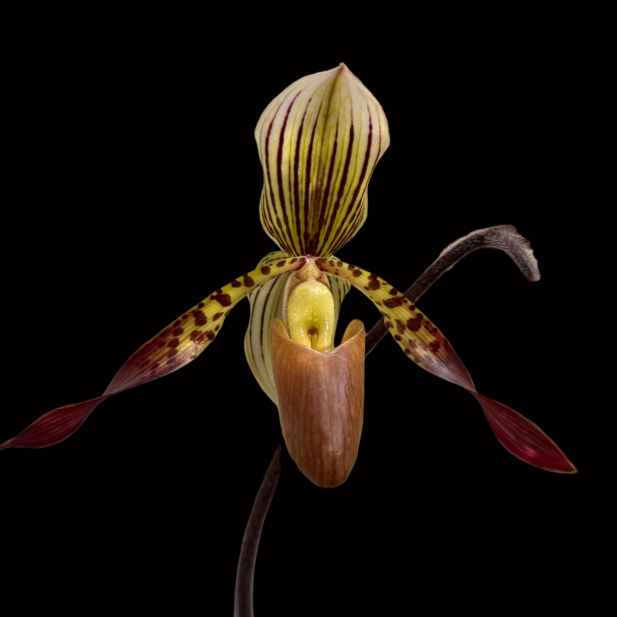 Paph. Charlene (liemianum x haynaldianum) In spike!