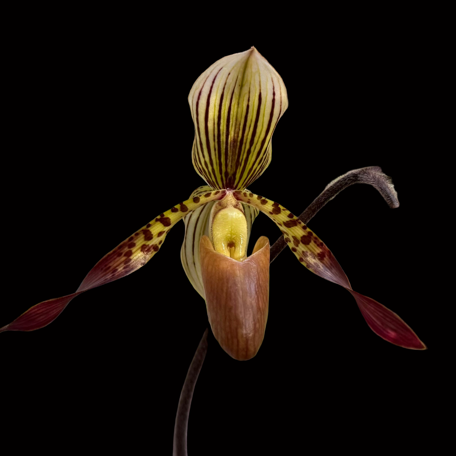 Paphiopedilum Charlene (liemianum x haynaldianum)