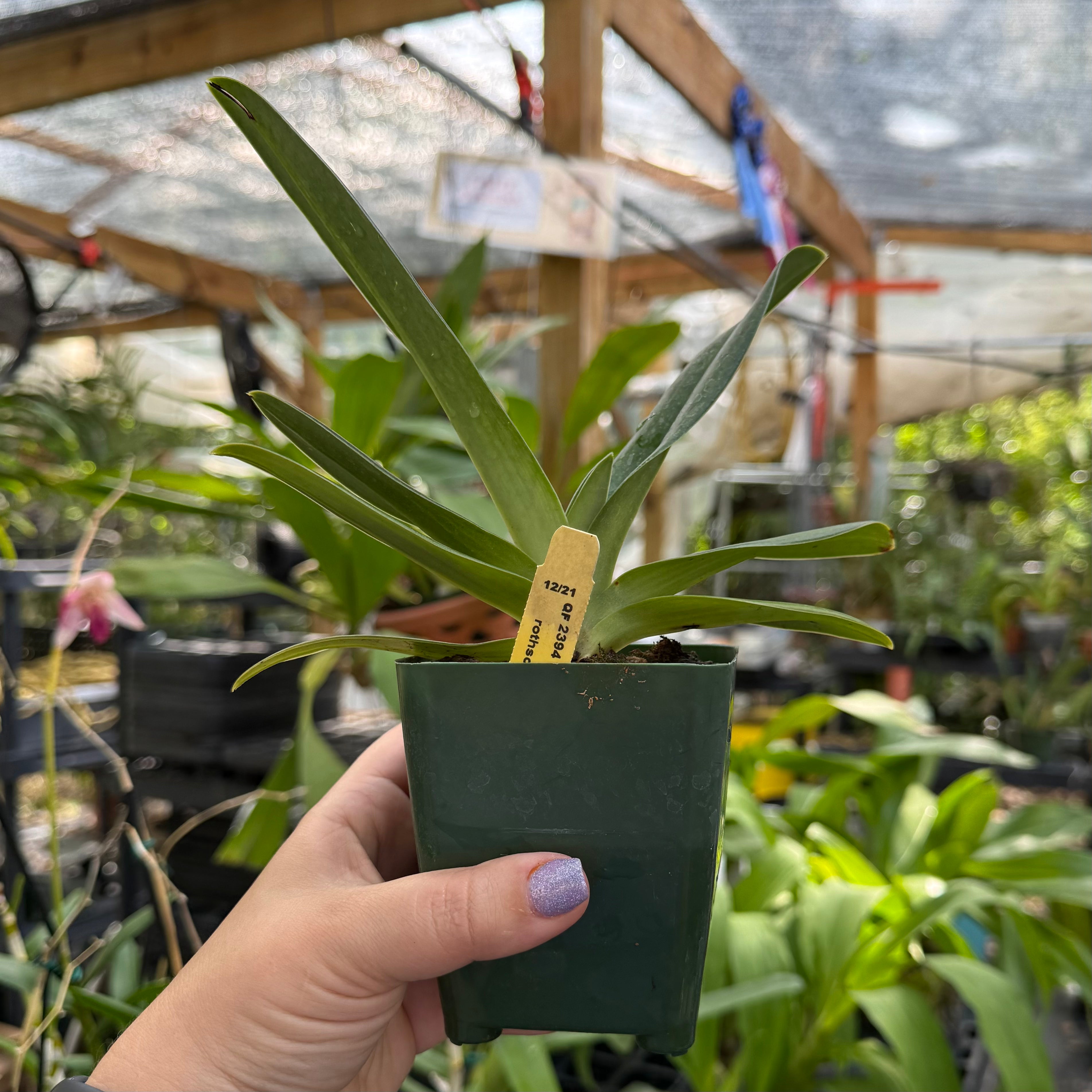Paphiopedilum Jupiter (hookerae x rothschildianum)