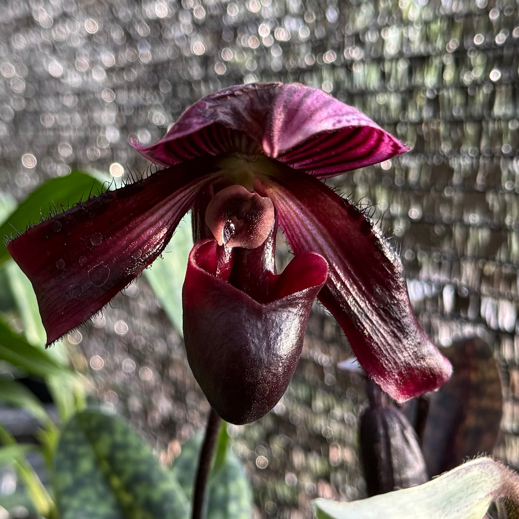 Paph QF Sunbird (Wainani x Lorraine’s Pride)