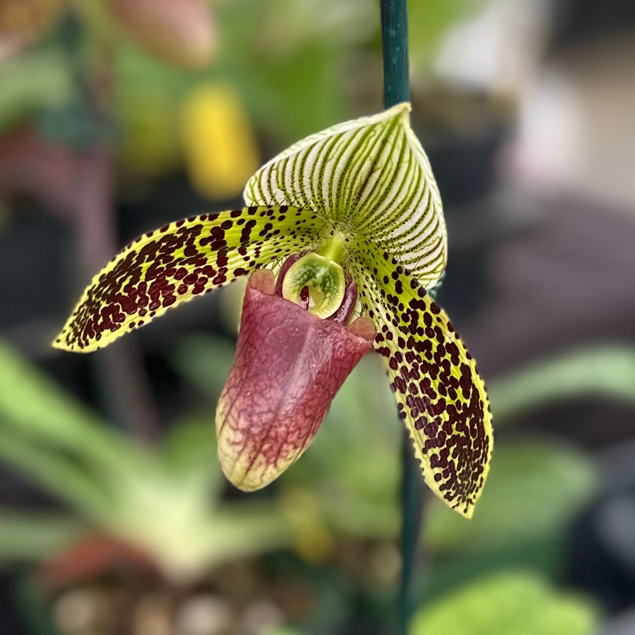 Paph. QF Detective