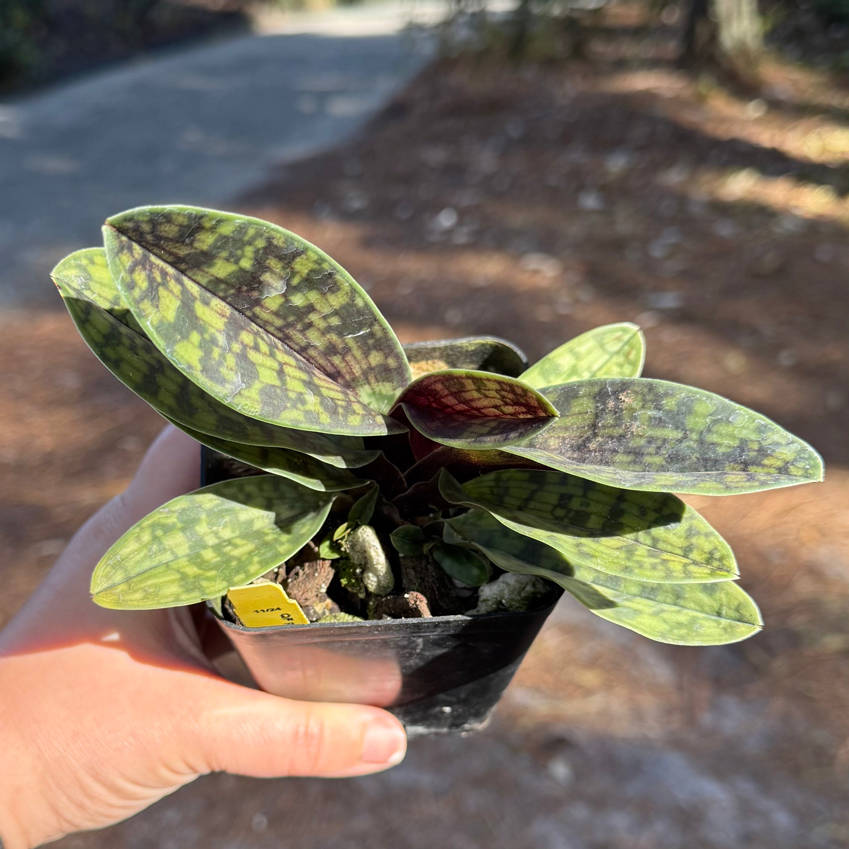 Paphiopedilum QF Sunbird (Wainani x Lorraine’s Pride)