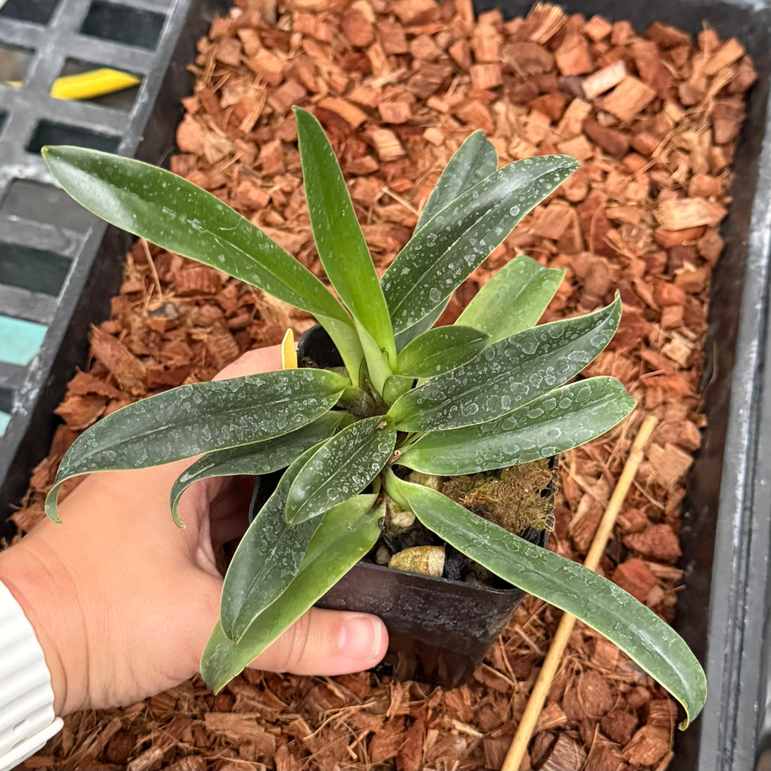 Hybridized in the USA!- Paph. charlesworthii x Topaz Charm- 4" Pots
