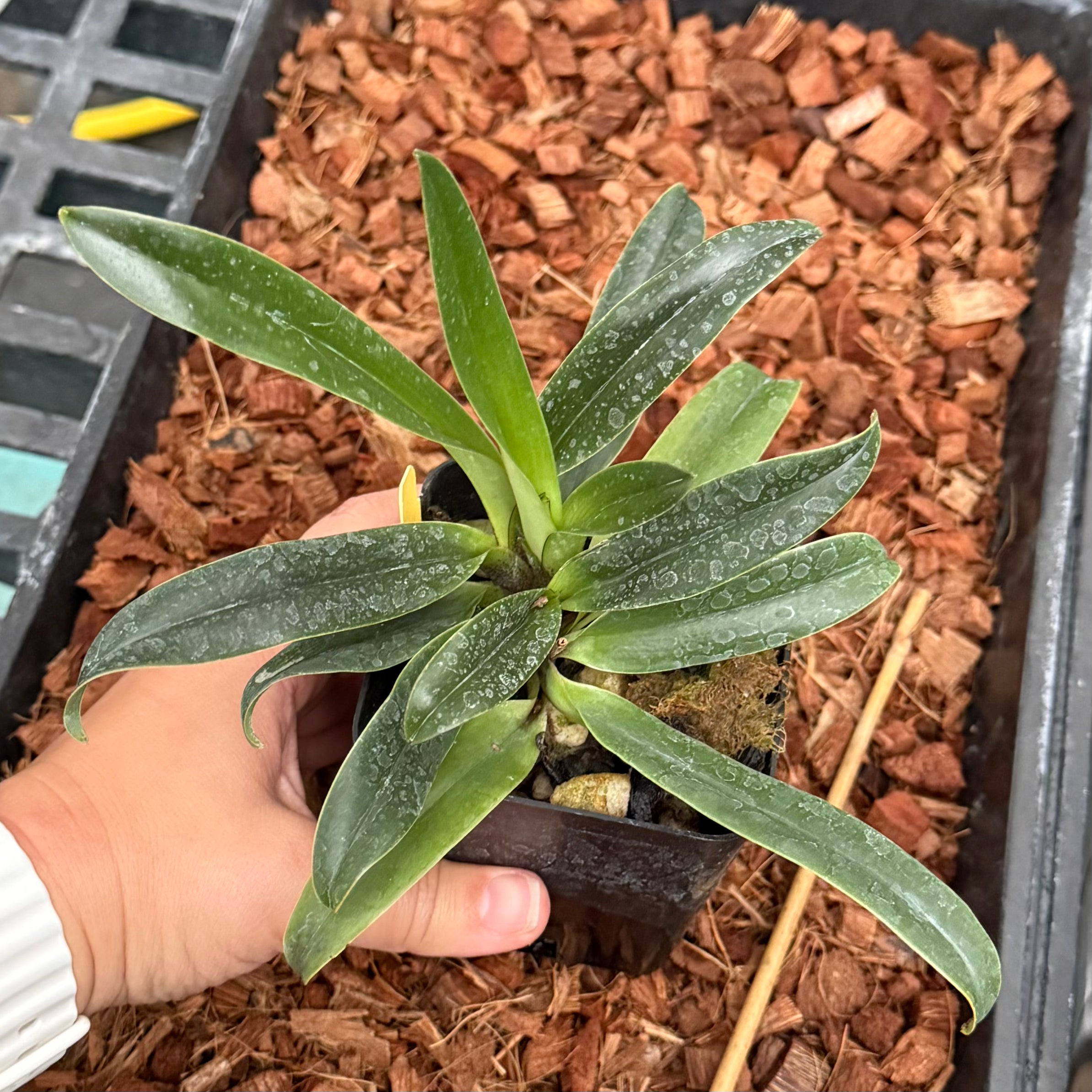 Hybridized in the USA!- Paph. charlesworthii x Topaz Charm- 4" Pots