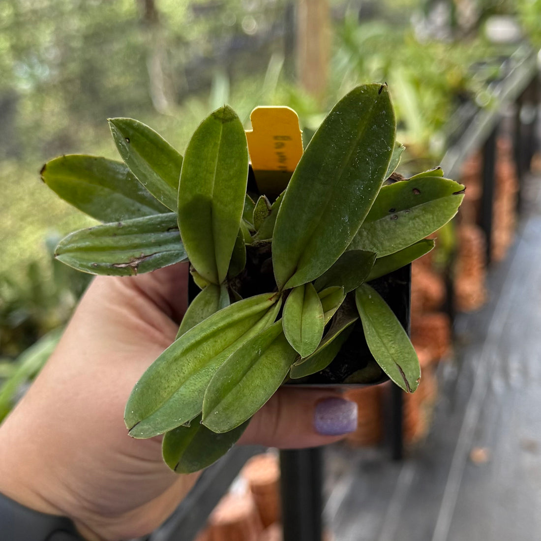 Paphiopedilum Spicero- Niveum (spicerianum x niveum)