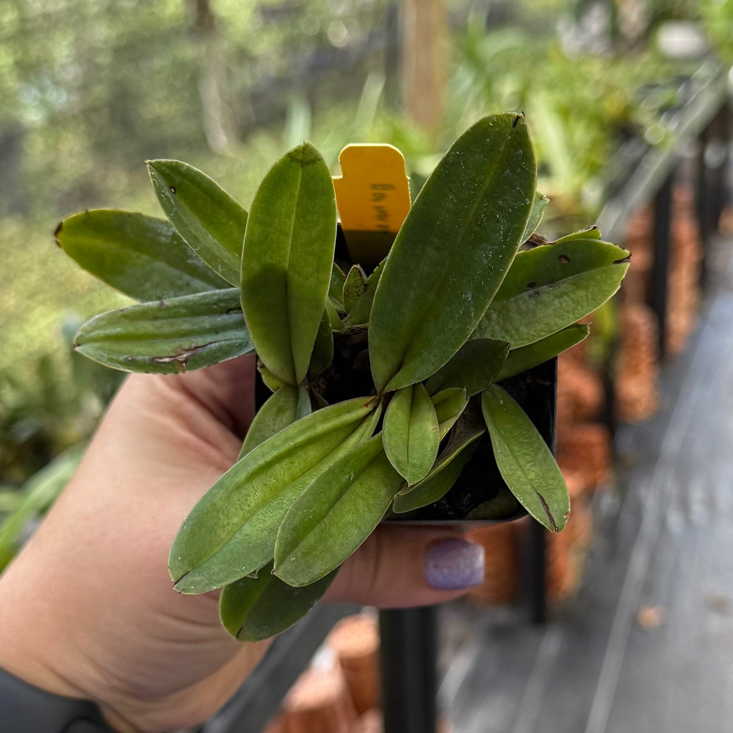 Paphiopedilum Spicero- Niveum (spicerianum x niveum)