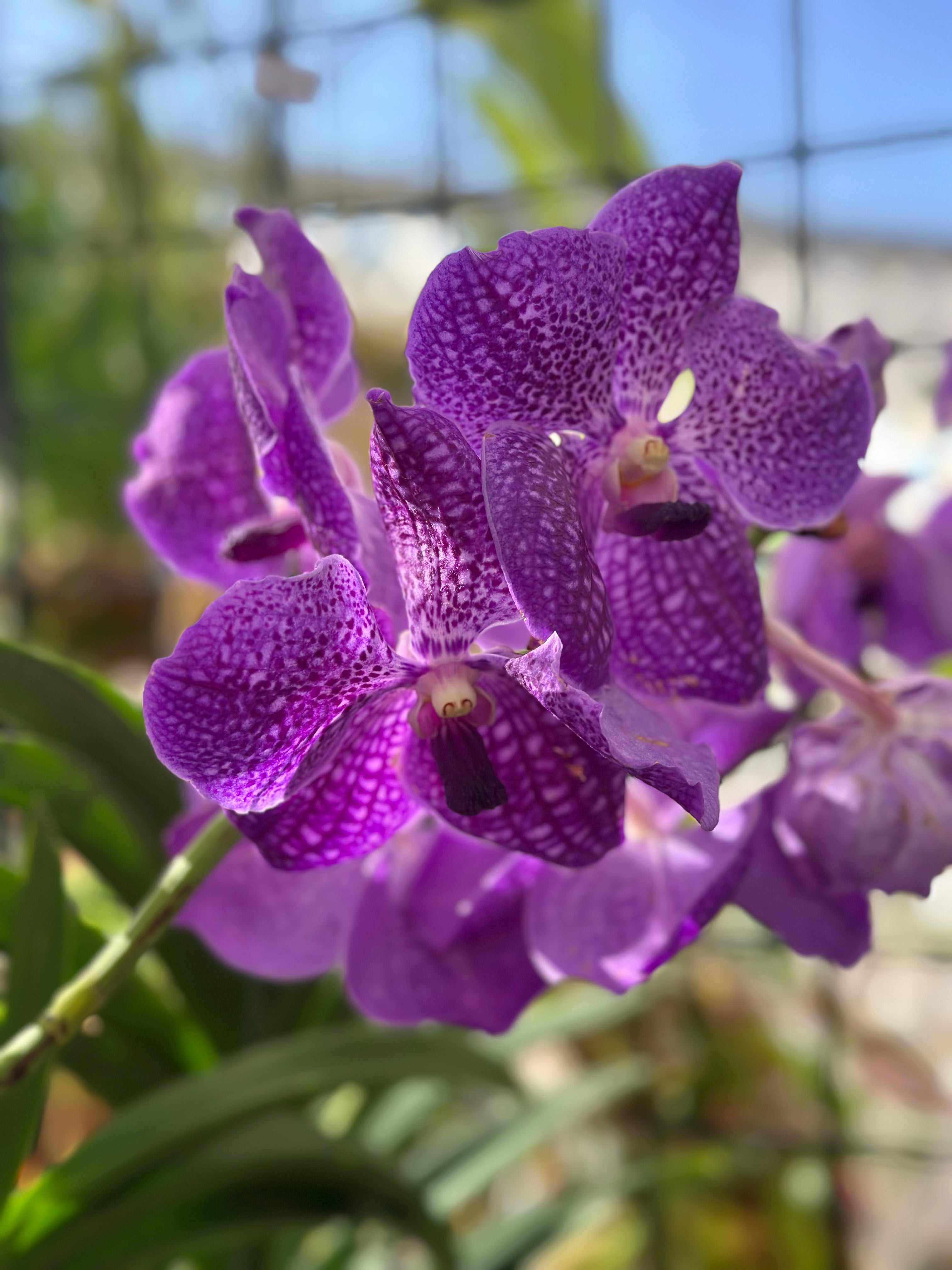 Vanda Edward Dawn