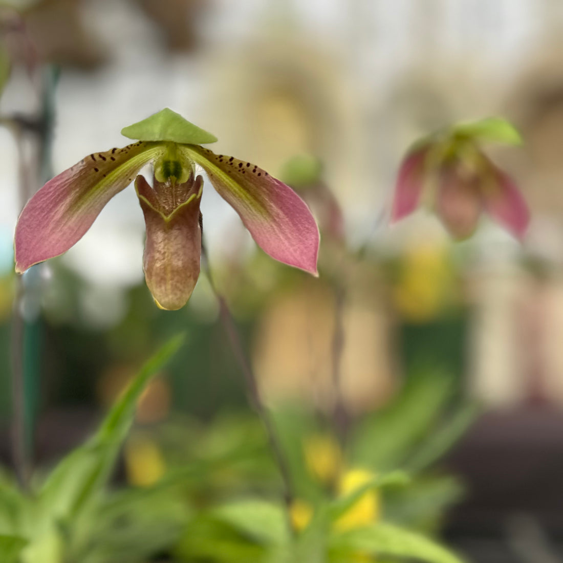 Paphiopedilum appletonianum