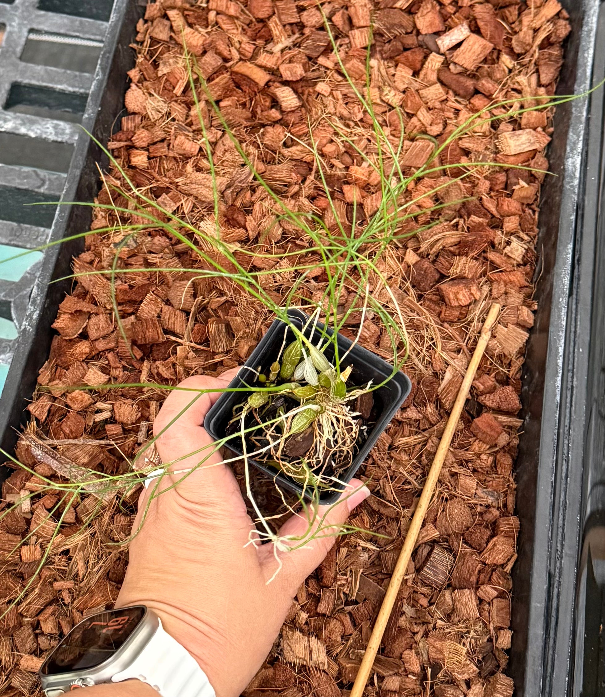 Dendrobium tenellum