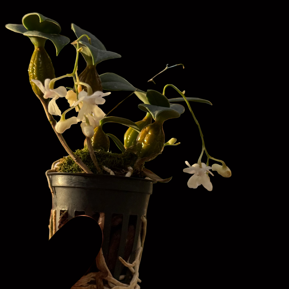 Dendrobium aberrans