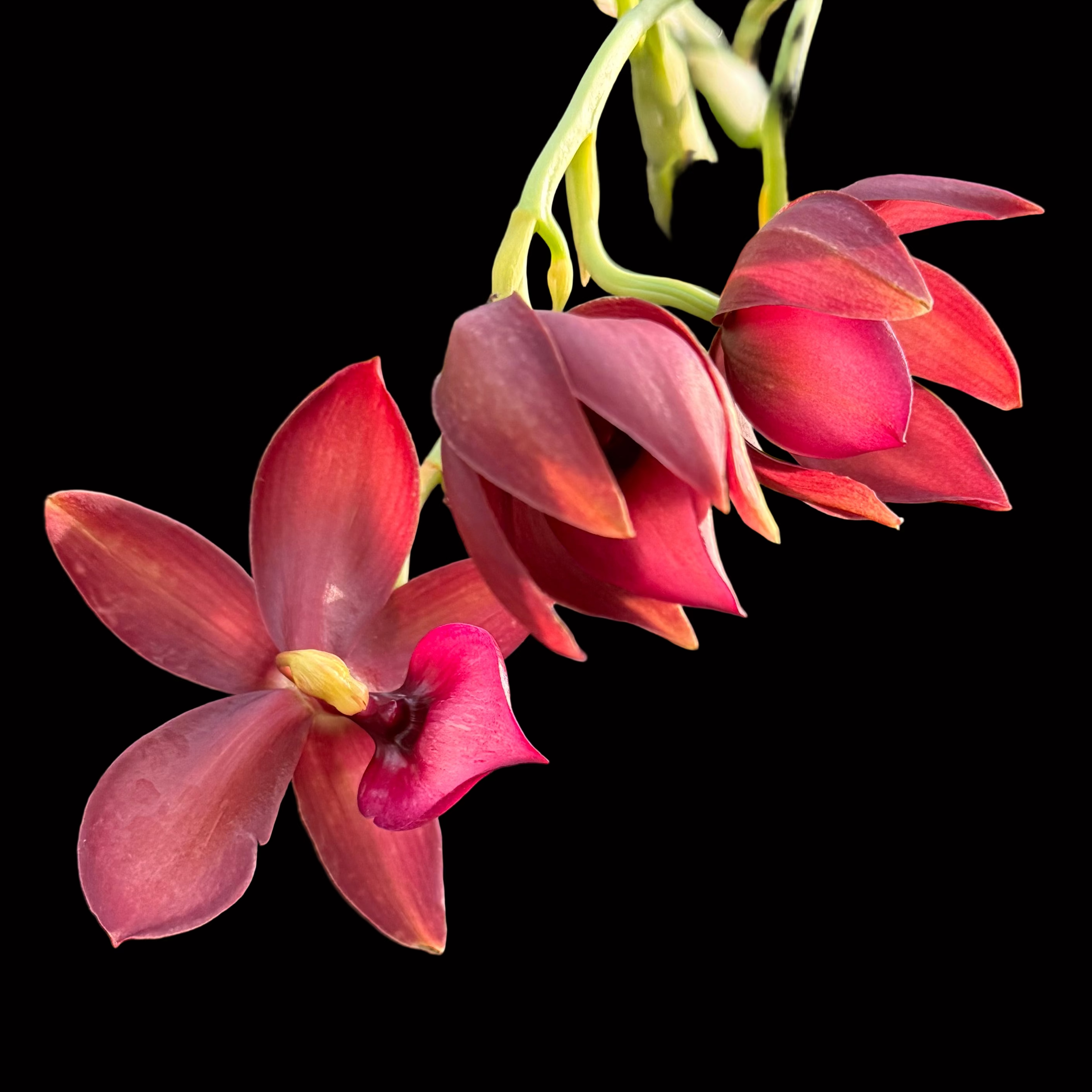 Cyc. Taiwan Black Pearl- in spike/ bloom