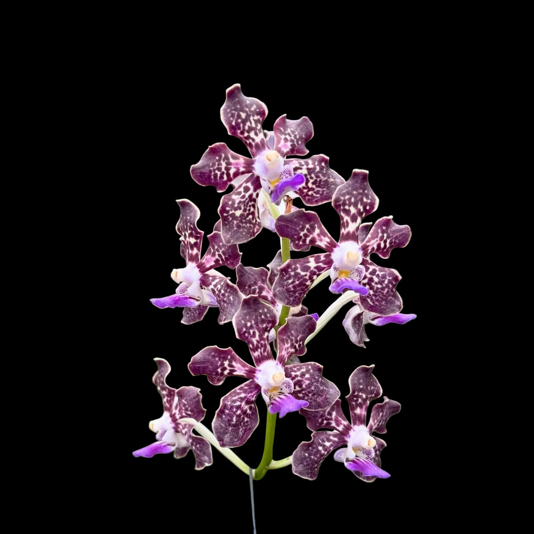 Perreiraara Suwannaphum Mighty Lilac Savor