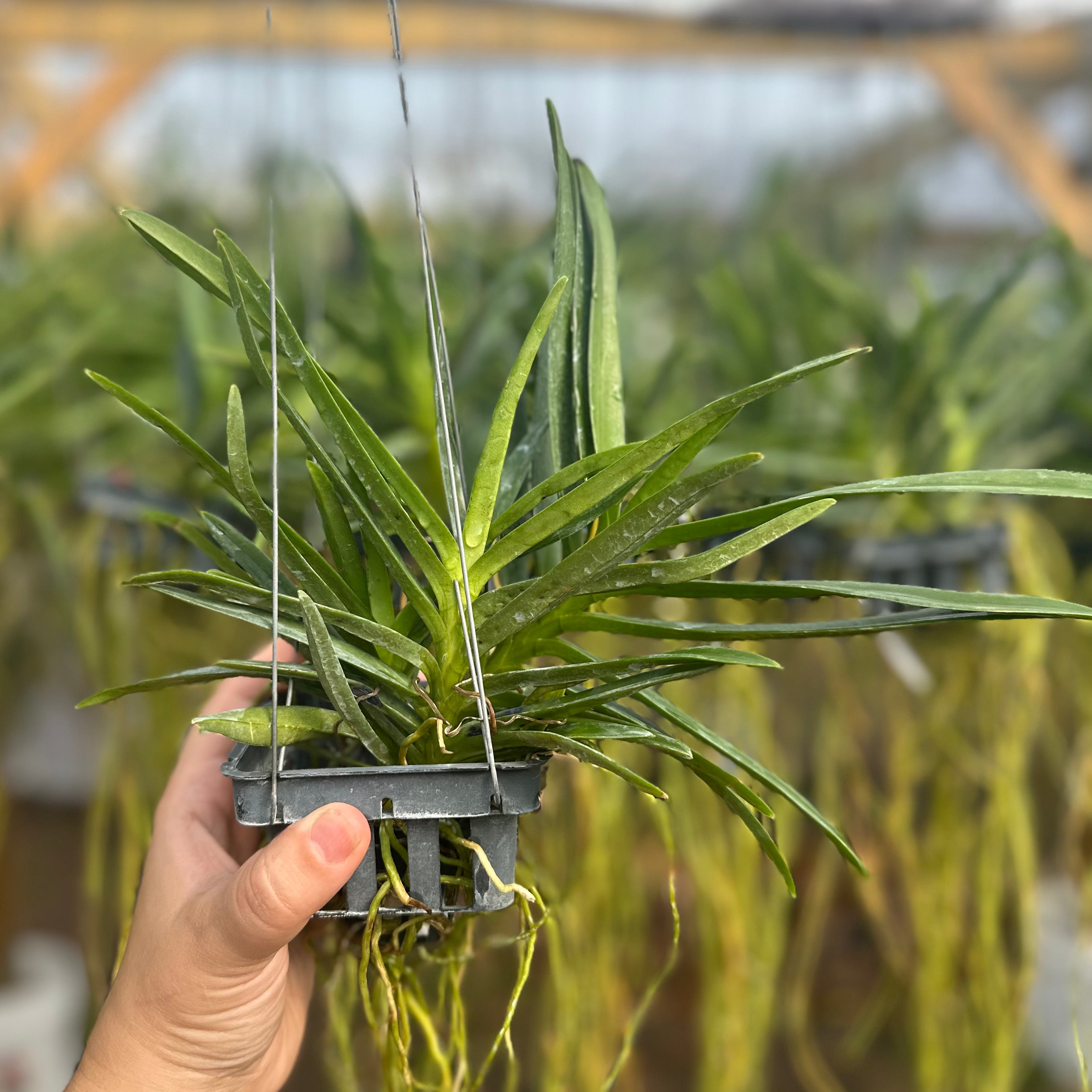 Renanthera philippinensis x Vanda falcata