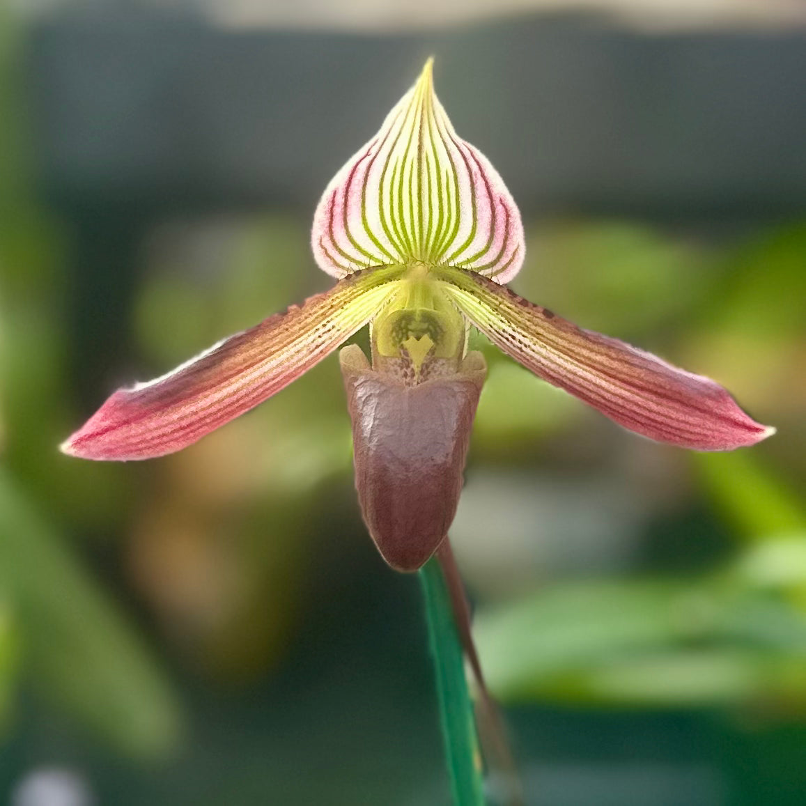 Paph. Pleasantry (wardii x barbatum)- 2