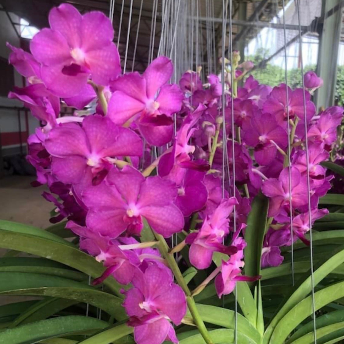 Vanda Chulee Red