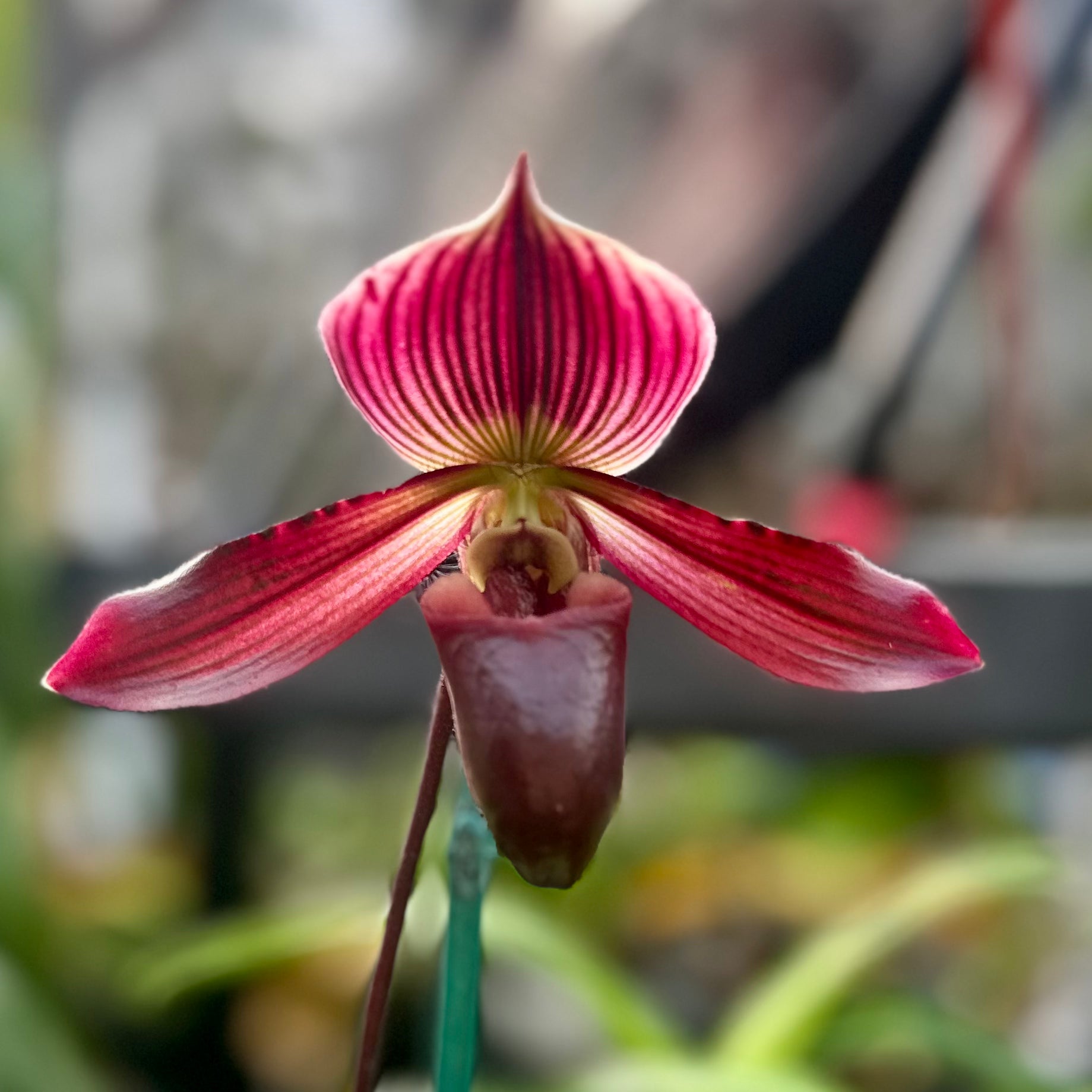 Paphiopedilum QF Avenue (Avenue Azhar x Satchel’s Legend)
