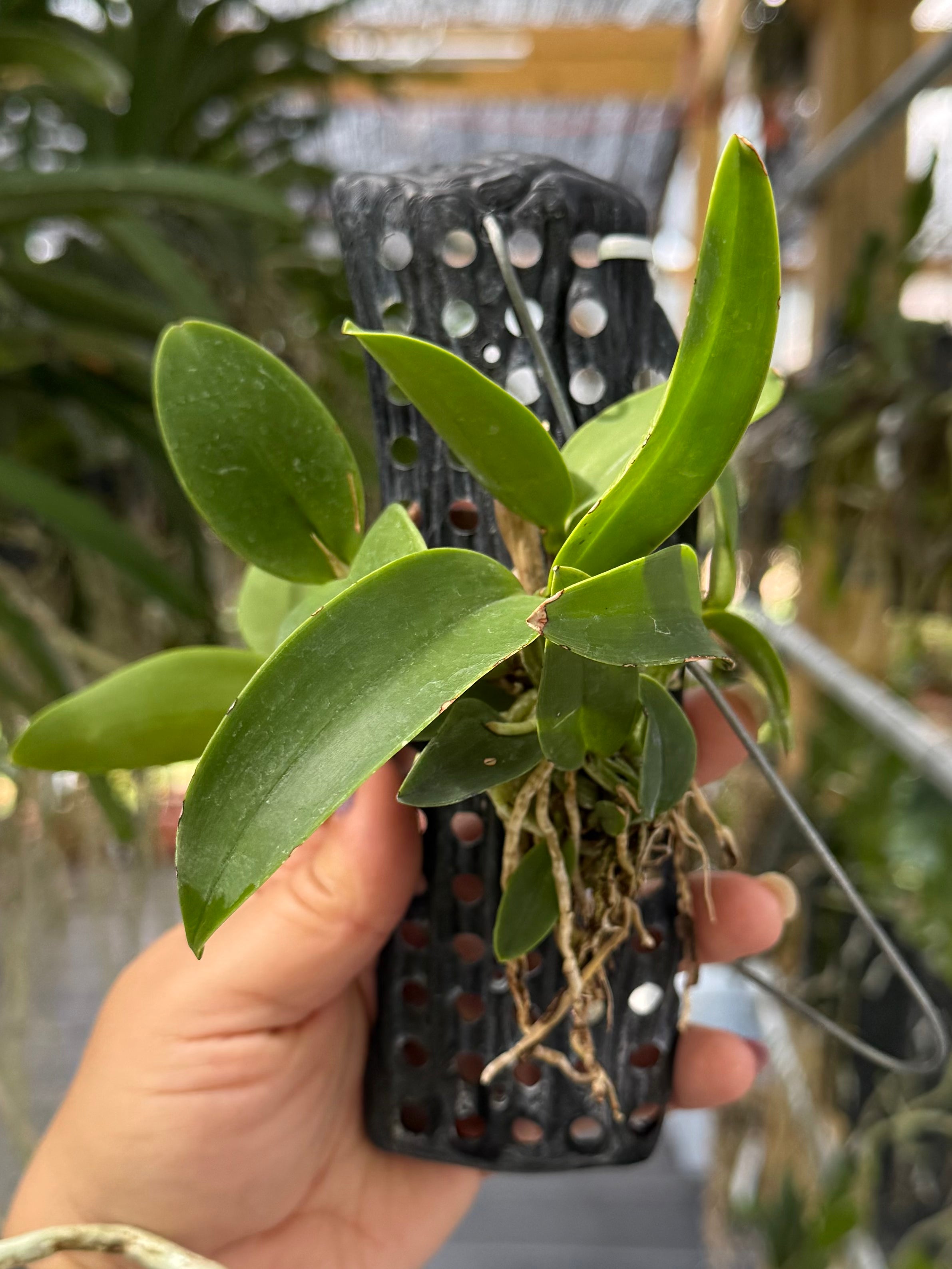 Myrmecophila (Schomburgkia) albopurpurea