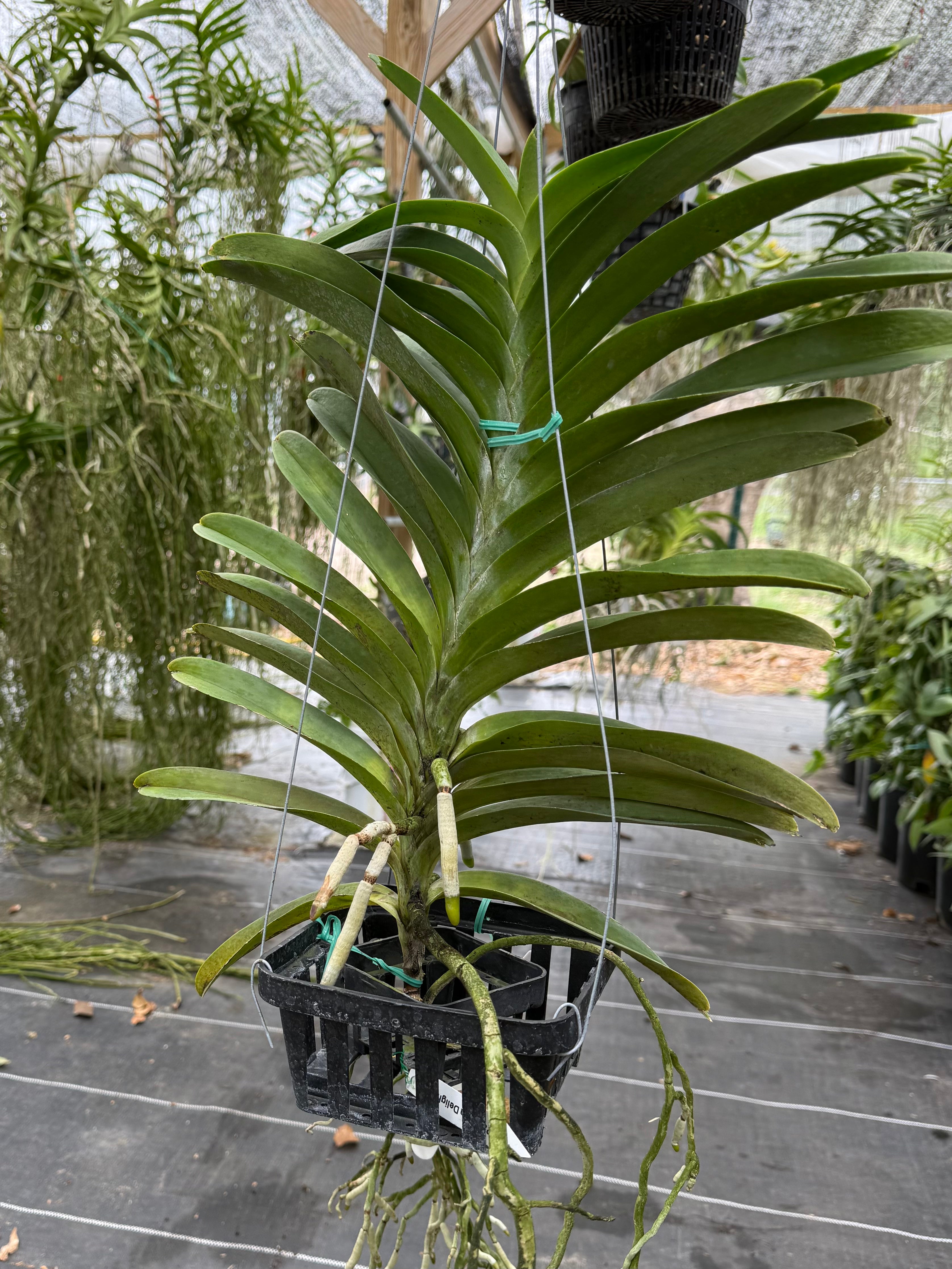 Vanda Pachara Delight "Pachara" FCC/ JOGA- *Hard to find*