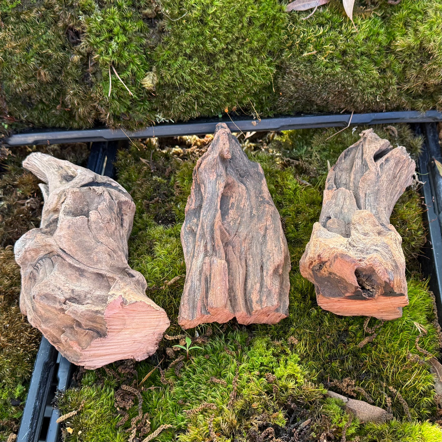 Ironwood- Orchid and Tillandsia Mounts