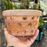 6” Clay Orchid Pots with holes- Various Designs
