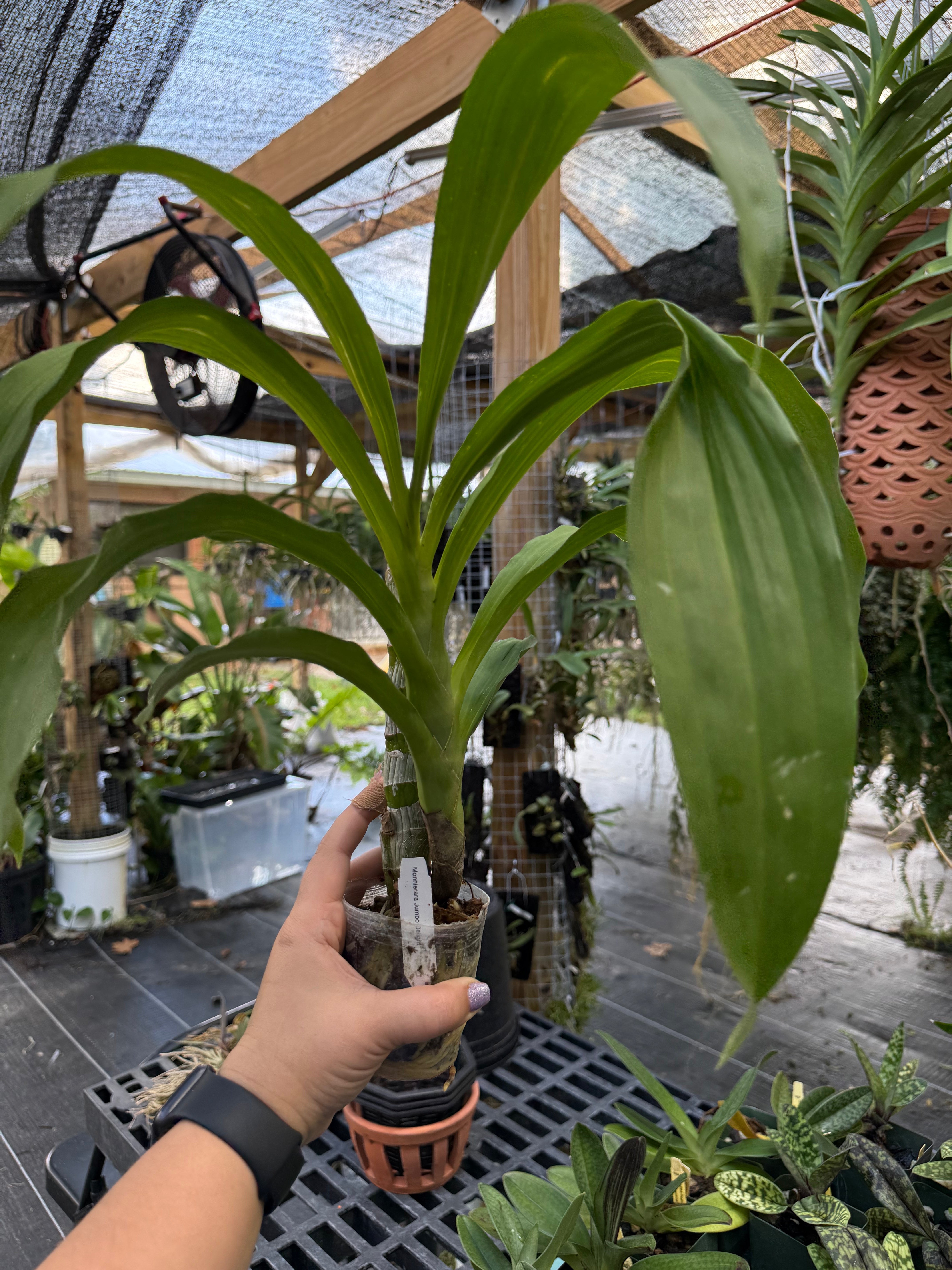 Monnierara Jumbo Delight
