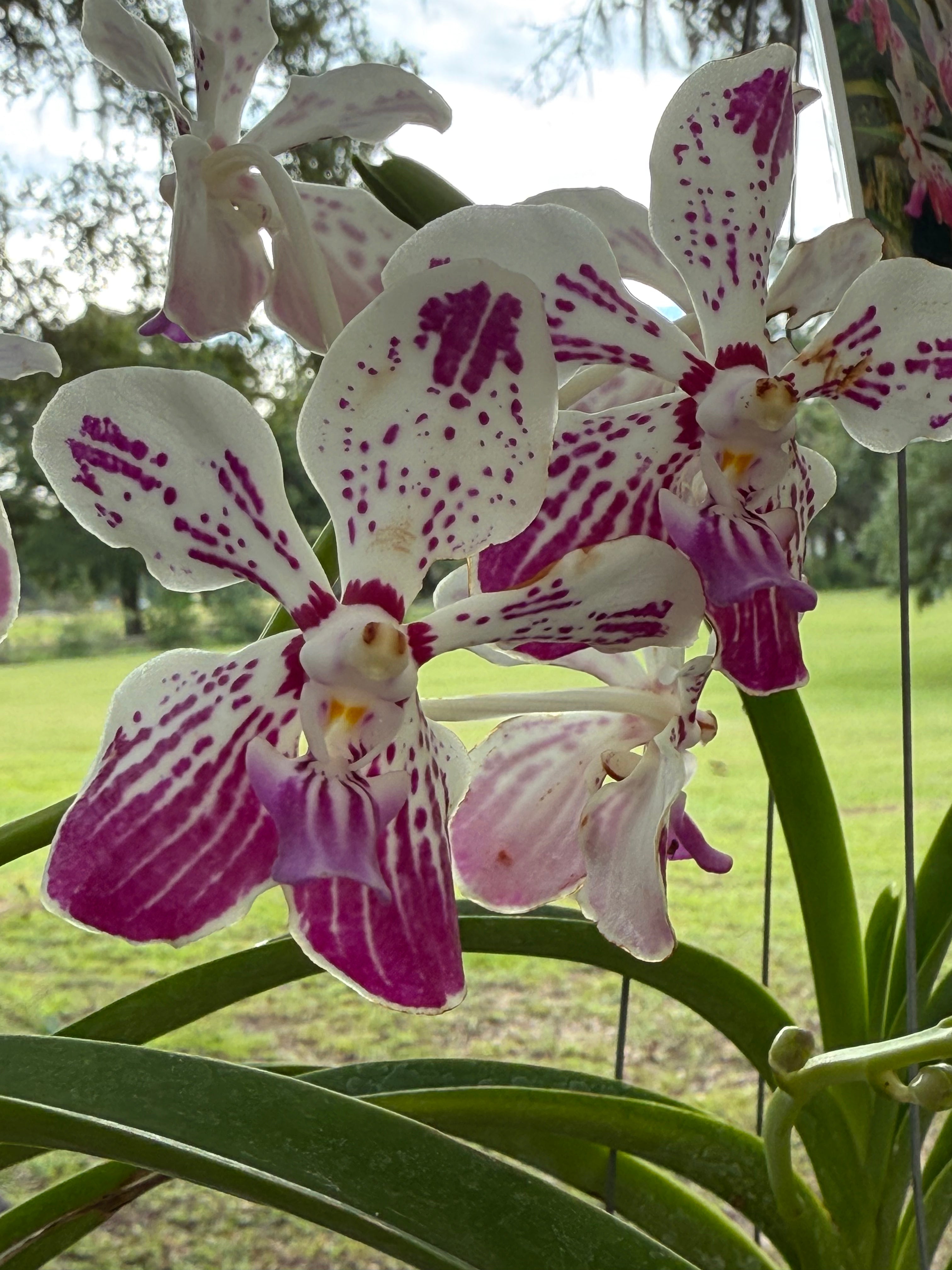 Vanda Saidah Nafisah