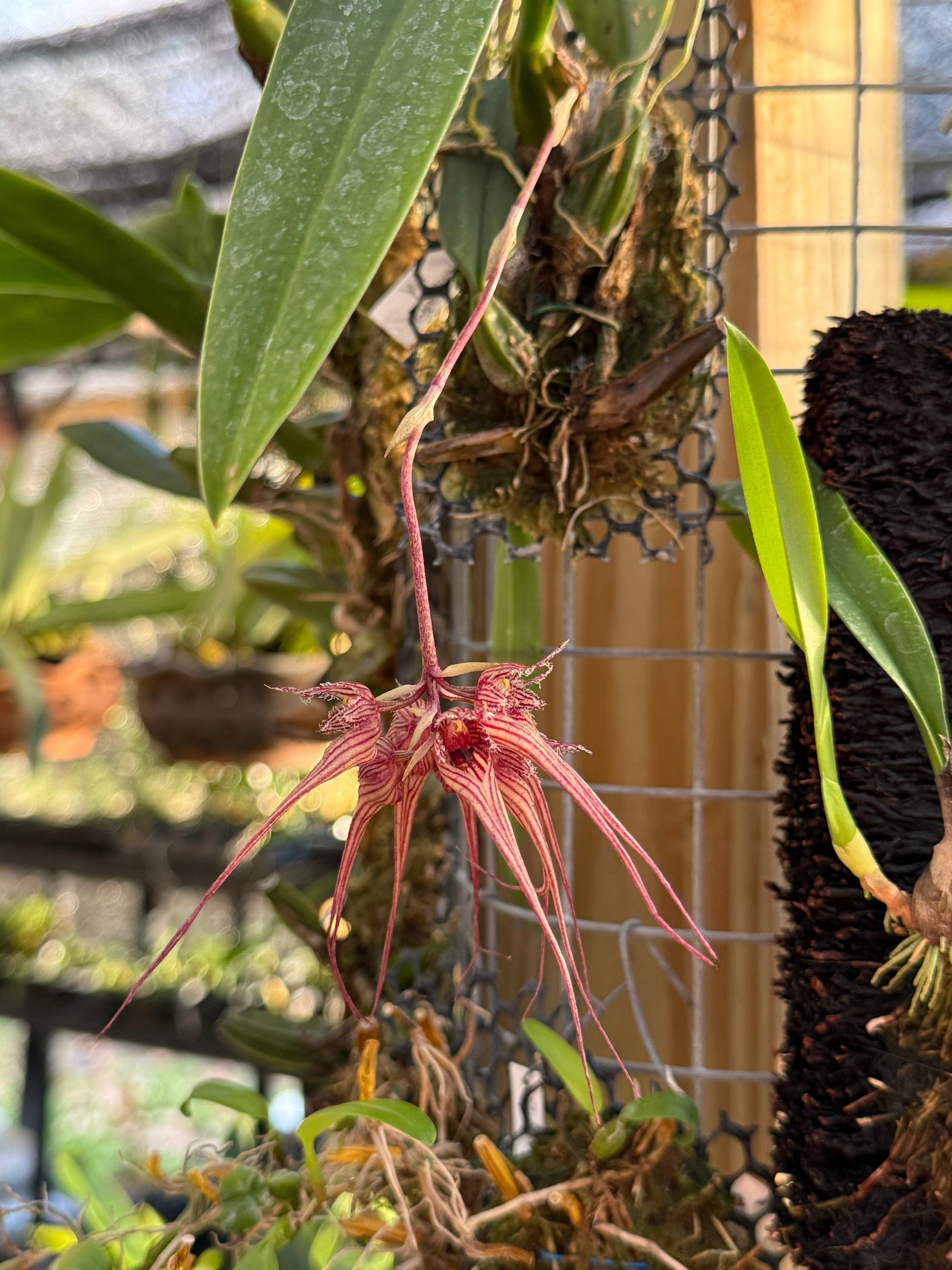 Bulb. sanguineopunctatum