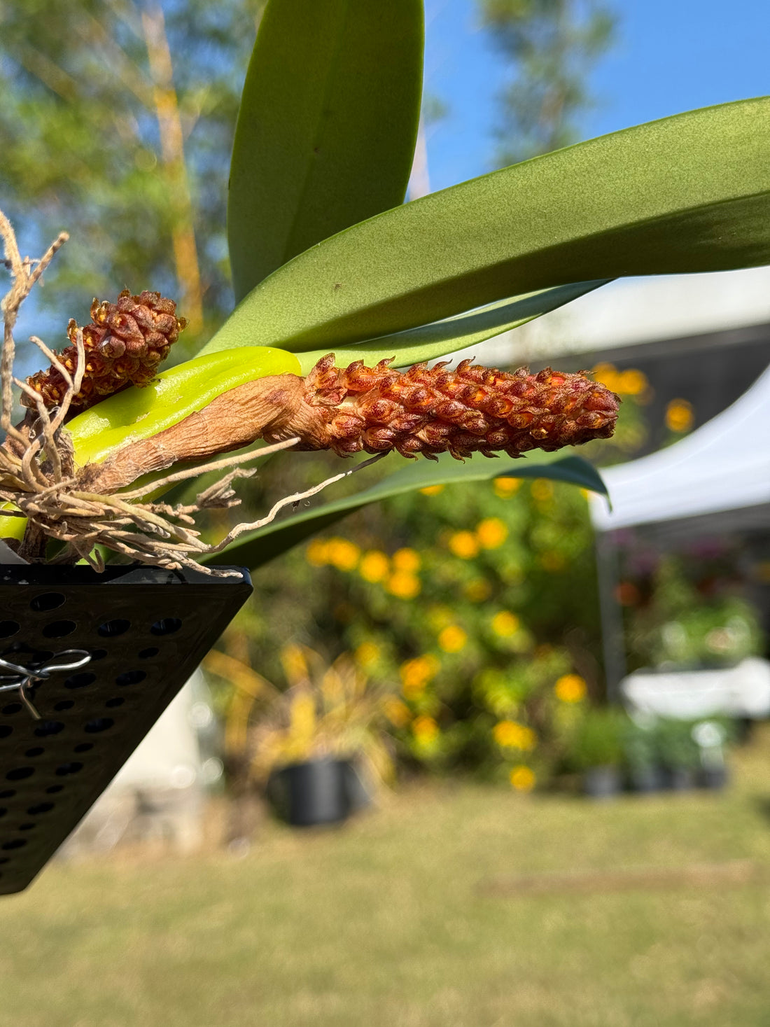 Bulbophyllum crassipes