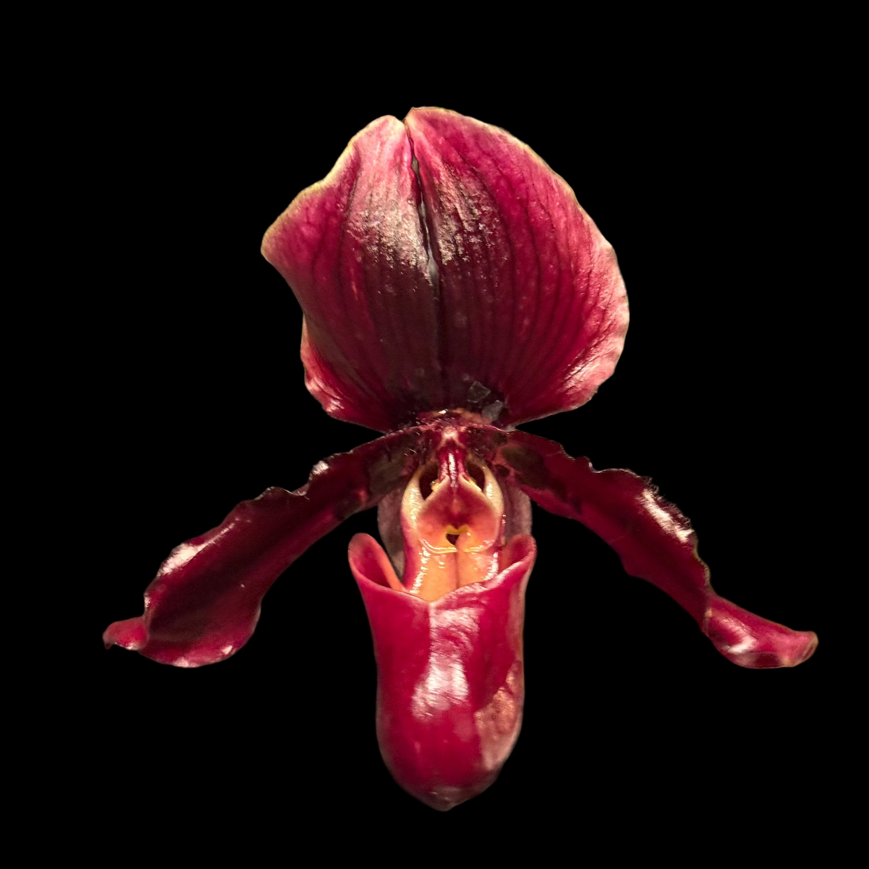 Paph. Henry’s Pride (henryanum x Lorraine’s Pride)