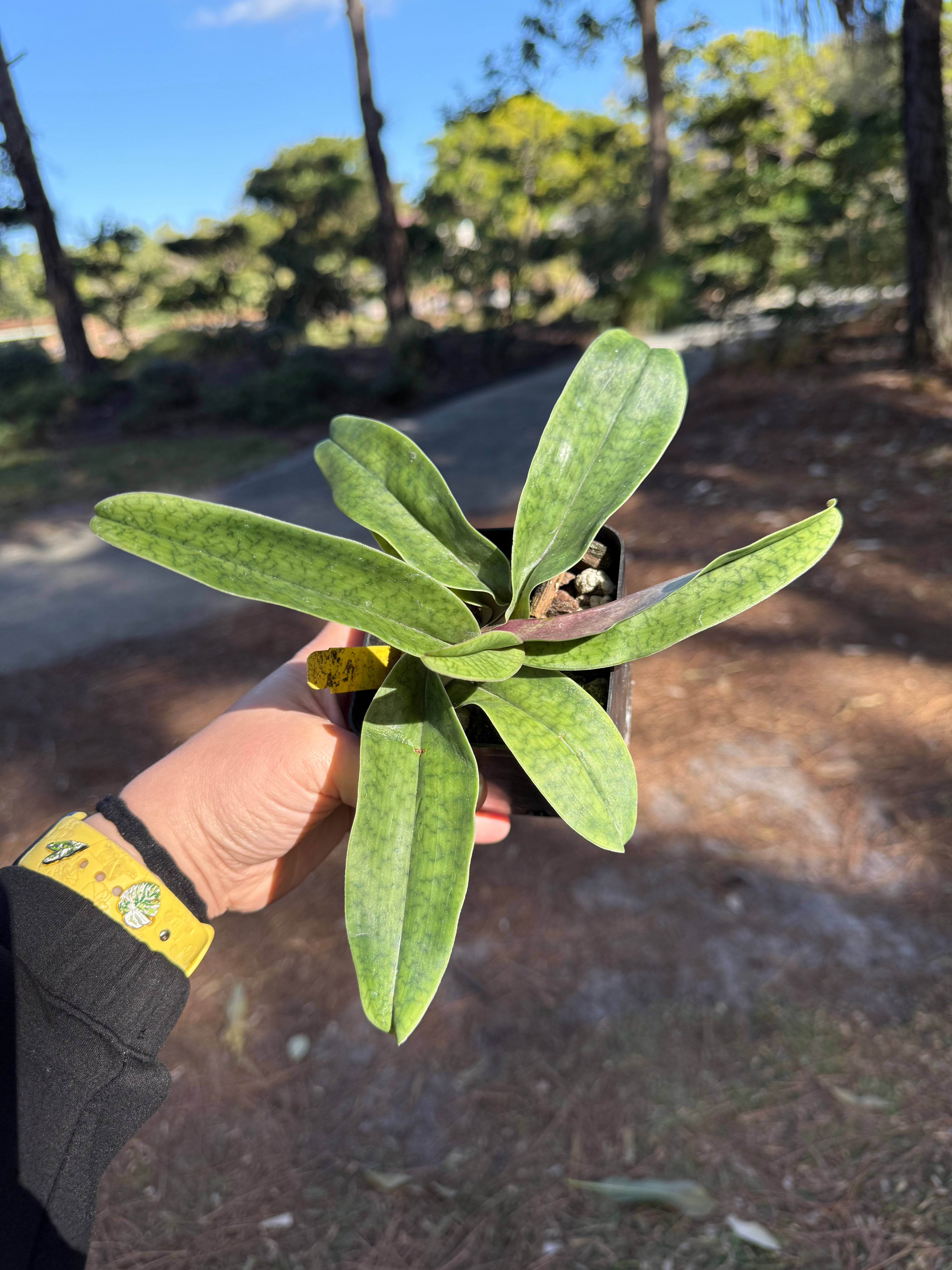 Paphiopedilum QF Fairest (Satchels' Legend x fairrieanum)