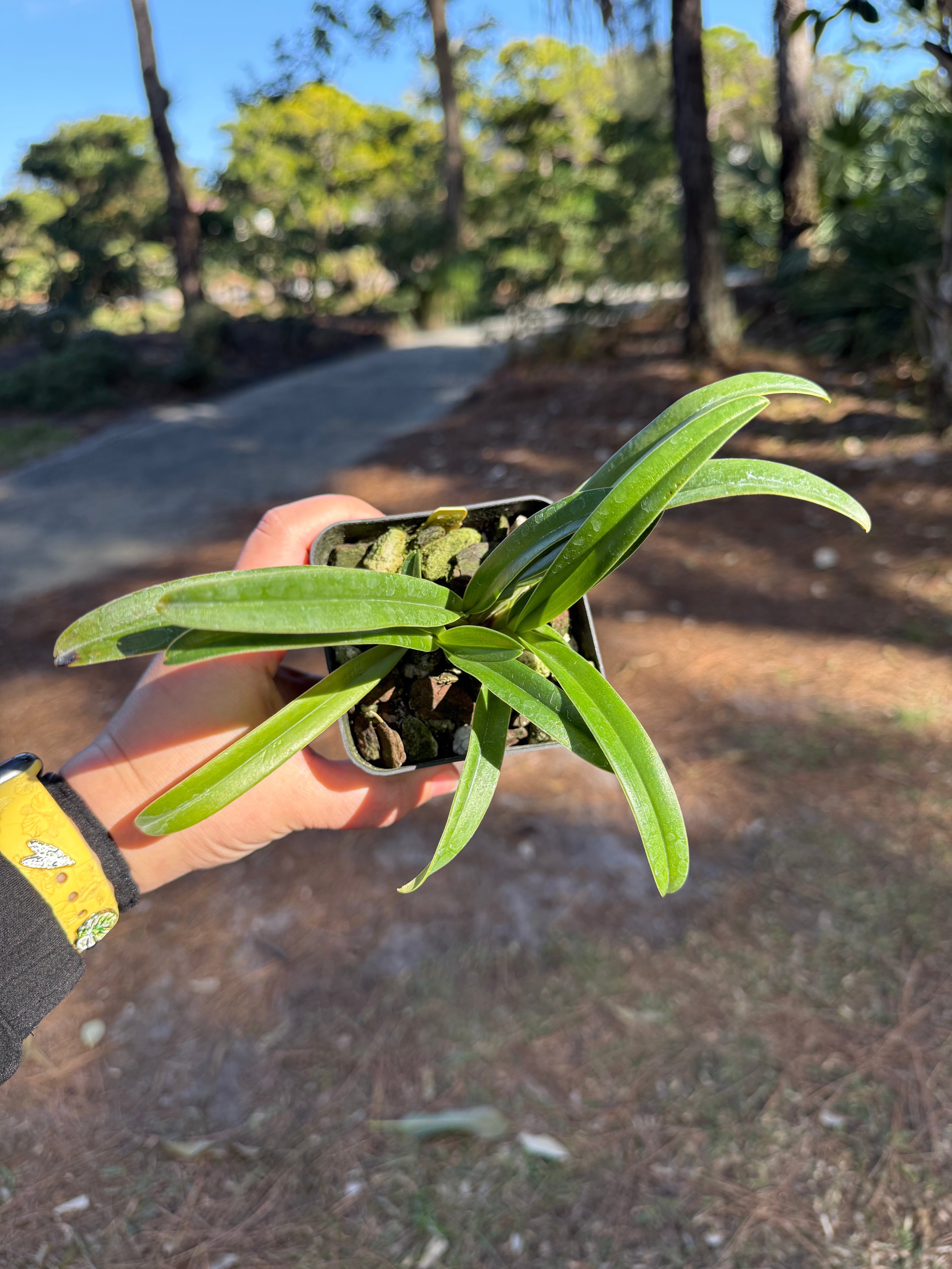 Paphiopedilum villosum var. annamense 'Chaks Warrior' AM/AOS x sib