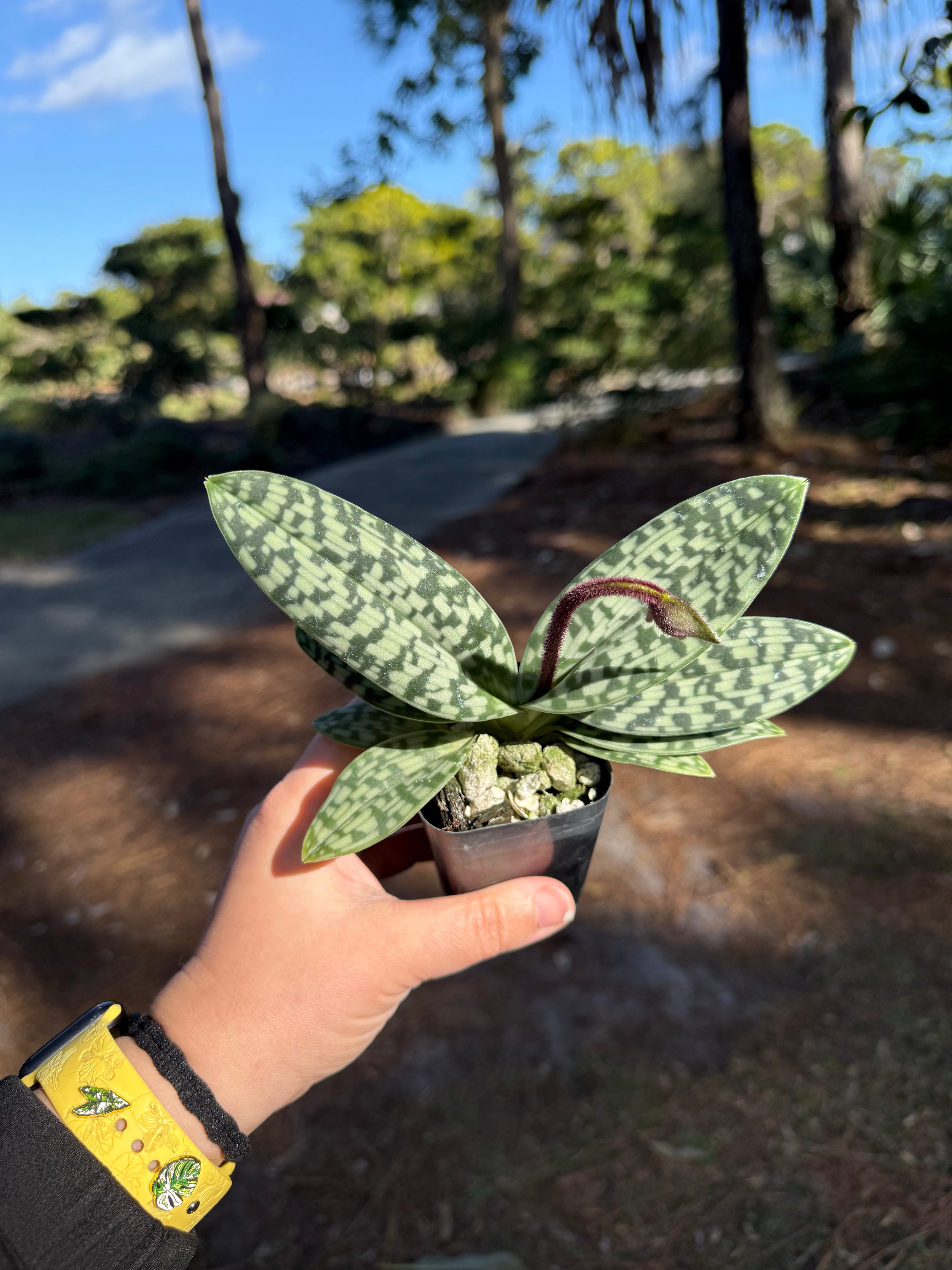 Paph. QF Xayden (zieckianum x hookerea v. volanteanum)- 2” pots some in spike