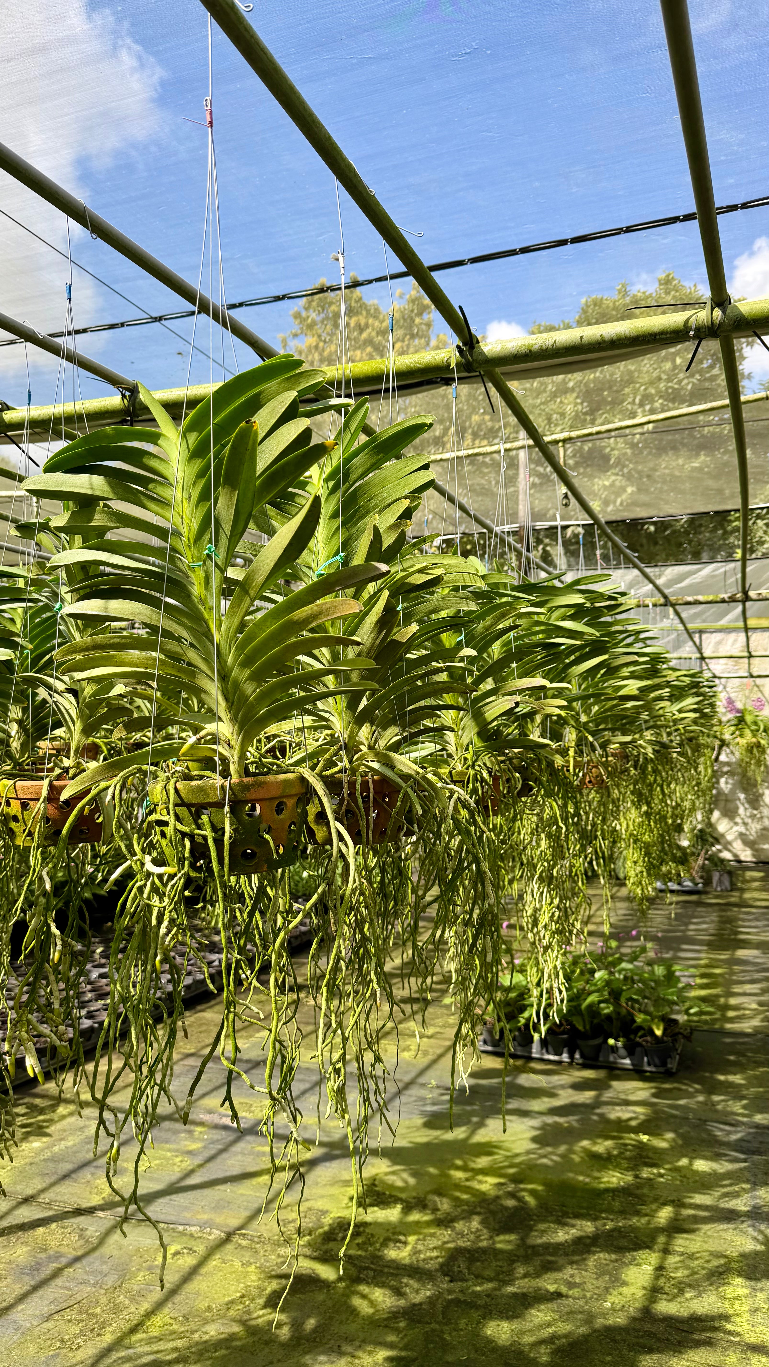 V. Pachara Delight "Pachara" FCC/ JOGA- *Hard to find*