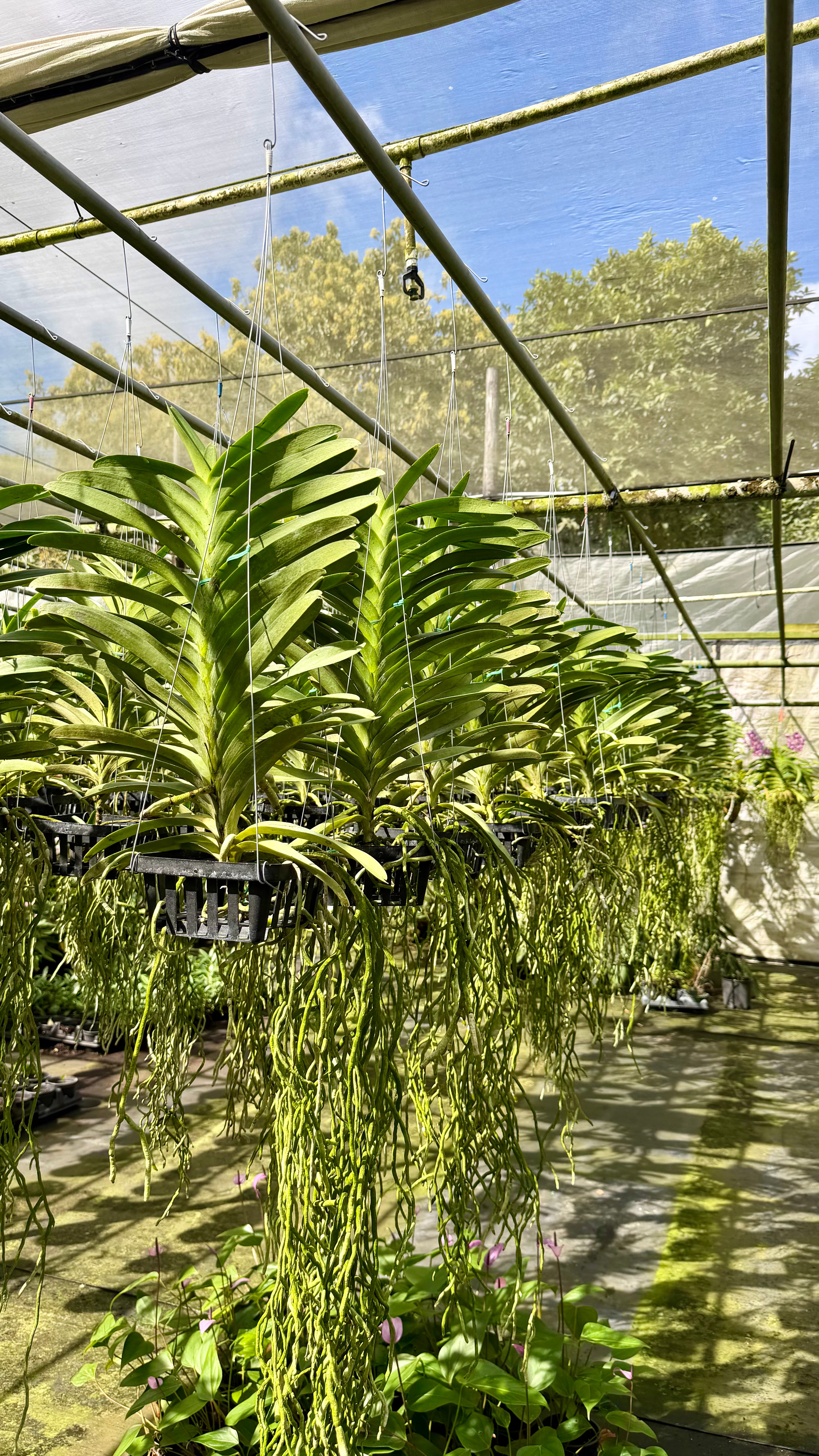 V. Pachara Delight "Pachara" FCC/ JOGA- *Hard to find*