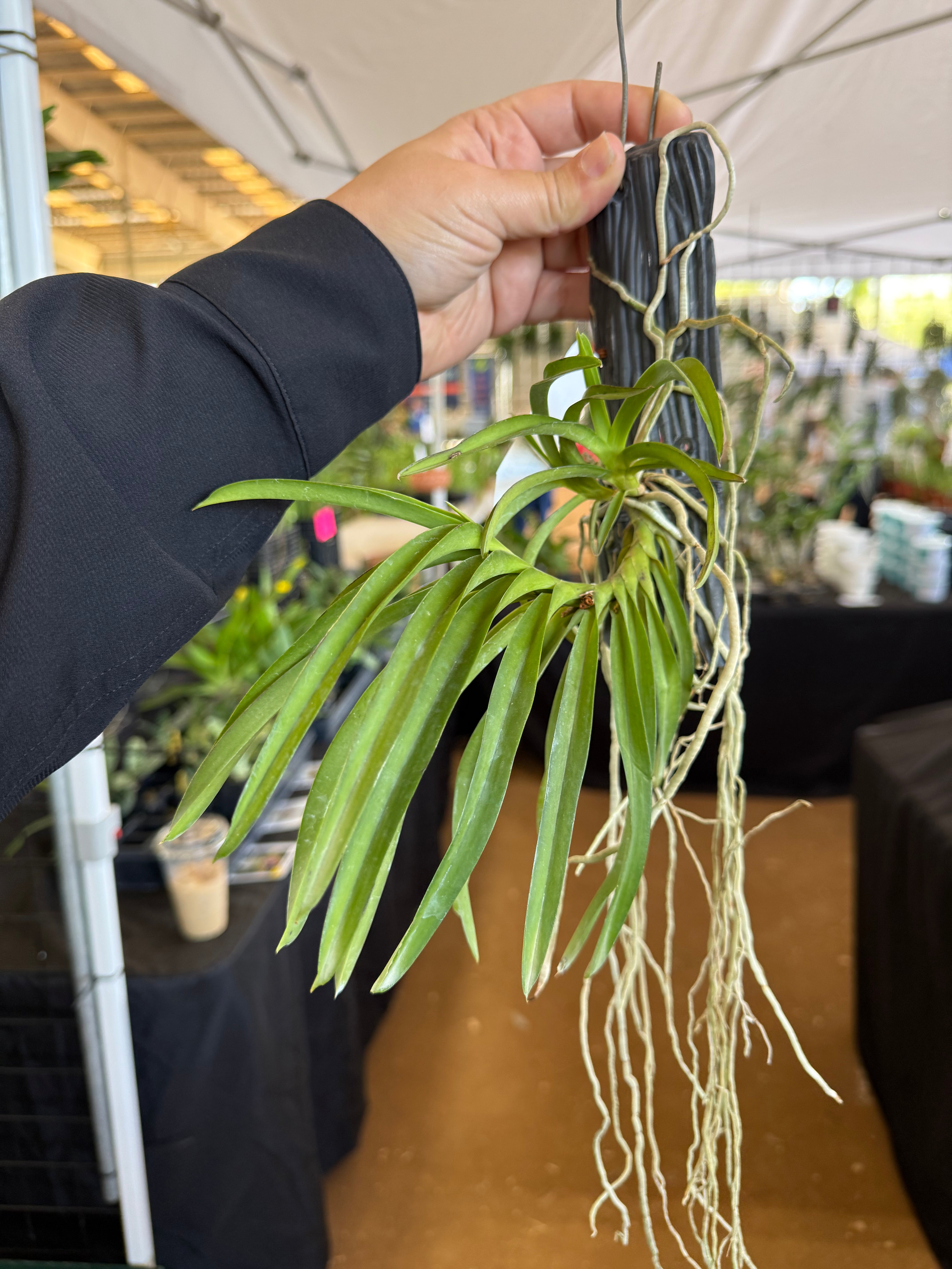 Vanda Johanna's Delight x Ascocentrum curvifolium