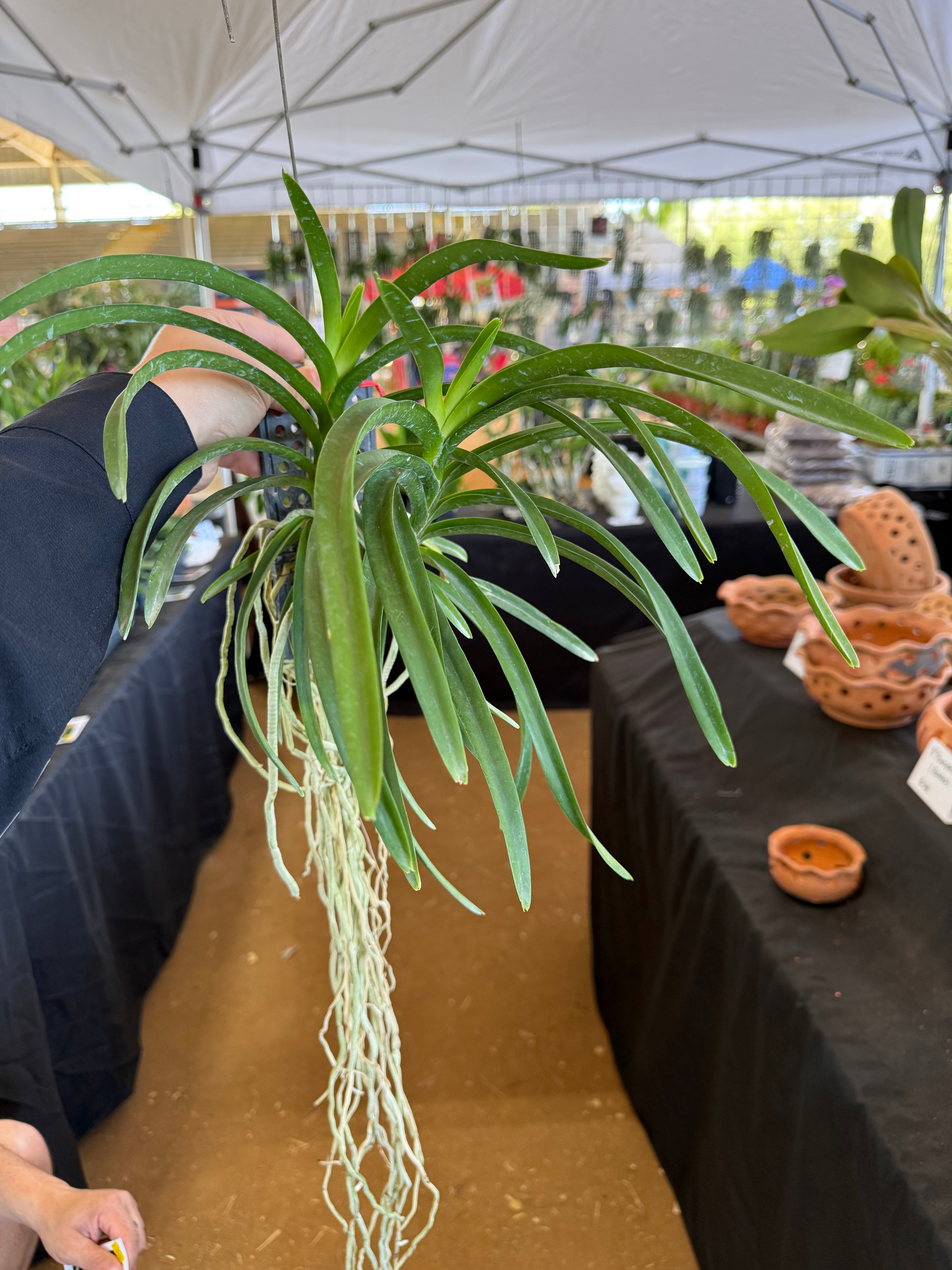 Vanda Joannah's Delight x lamellata
