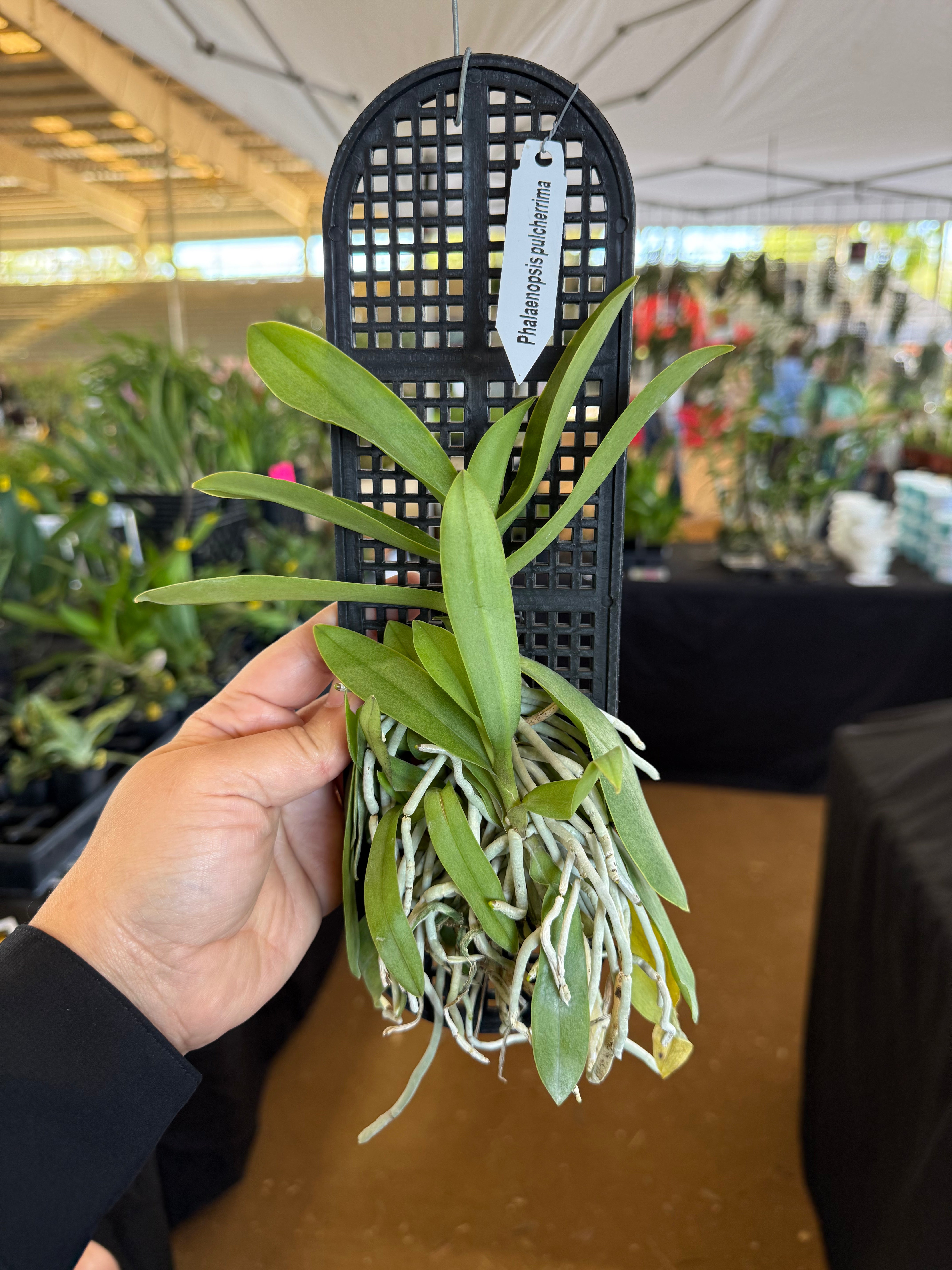 Phalaenopsis (Doritis) pulcherrima var. champorensis