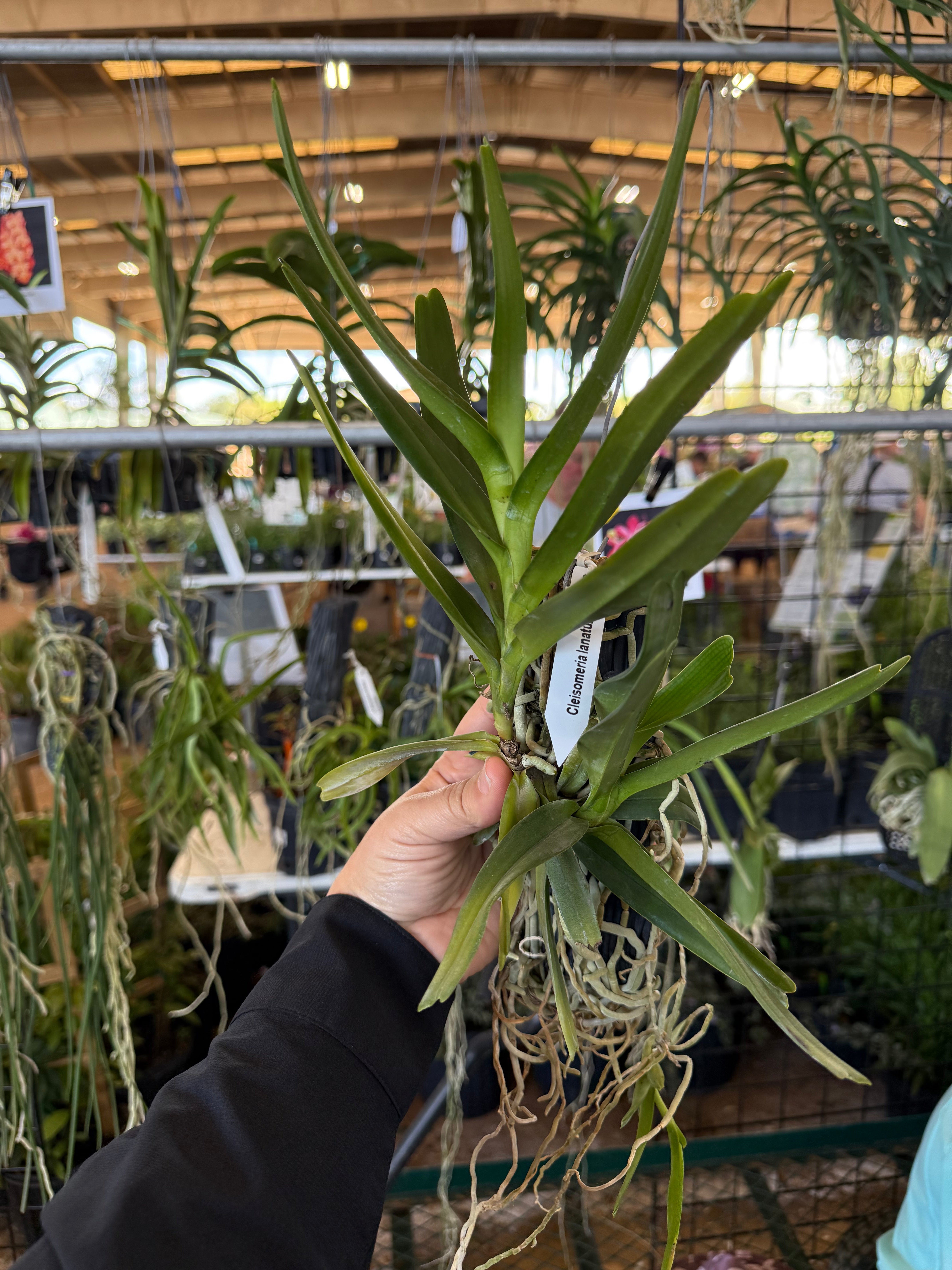 Cleisomeria lanatum - The Bottlebrush Orchid