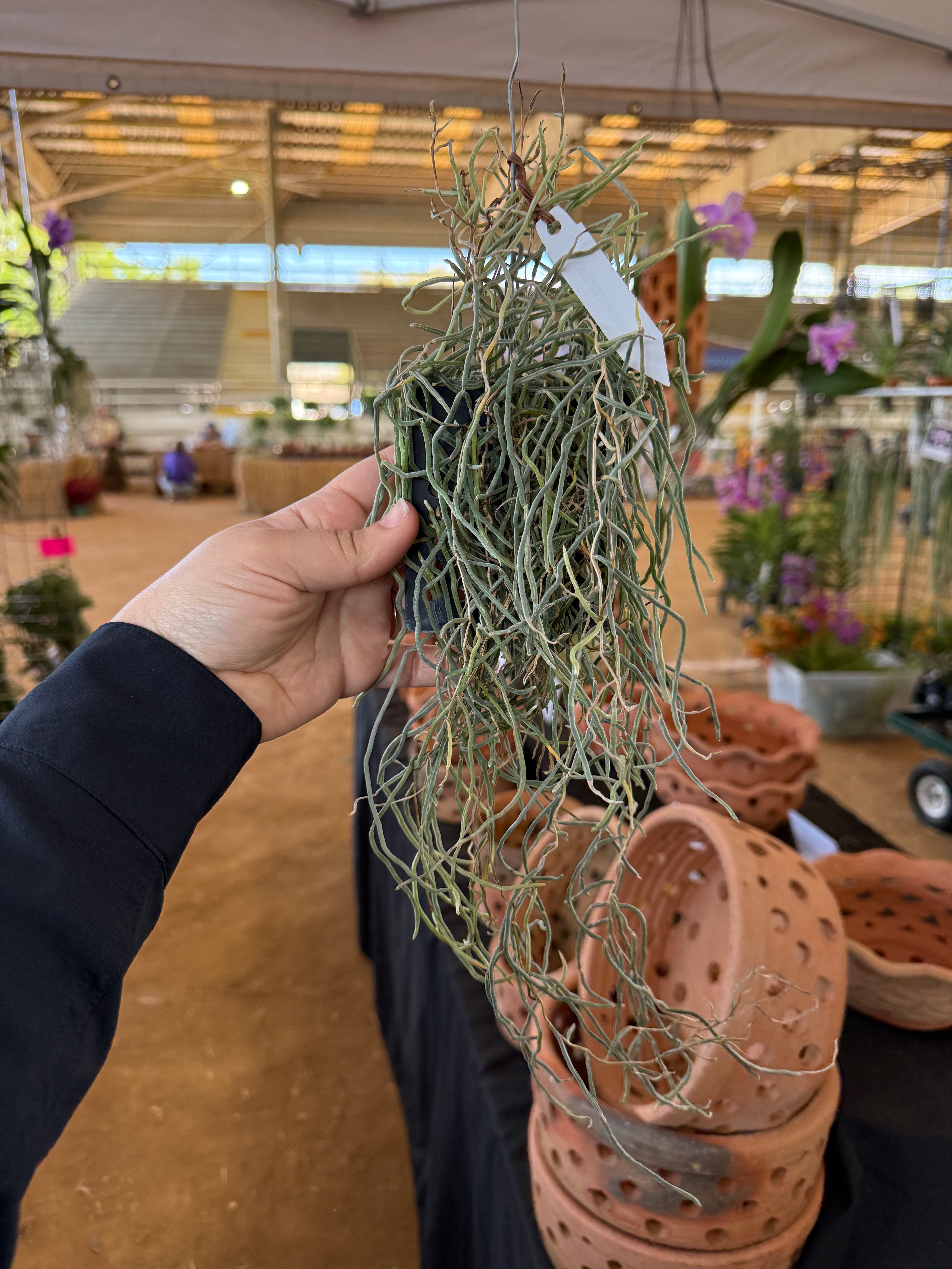 Microcoelia cornuta- Madagascars Ghost Orchid